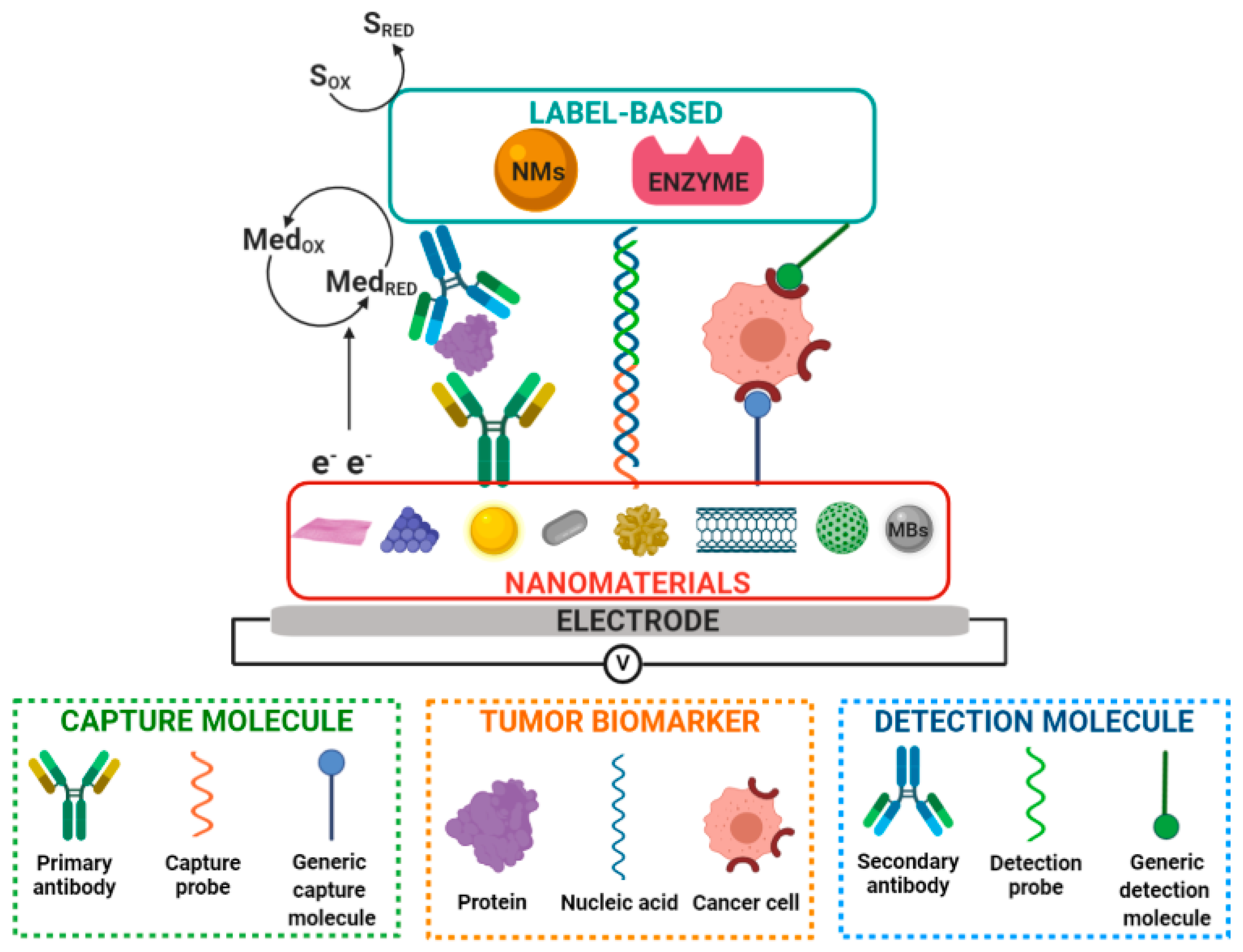 Micromachines Free FullText Electrochemical Biosensors for Determination of Colorectal