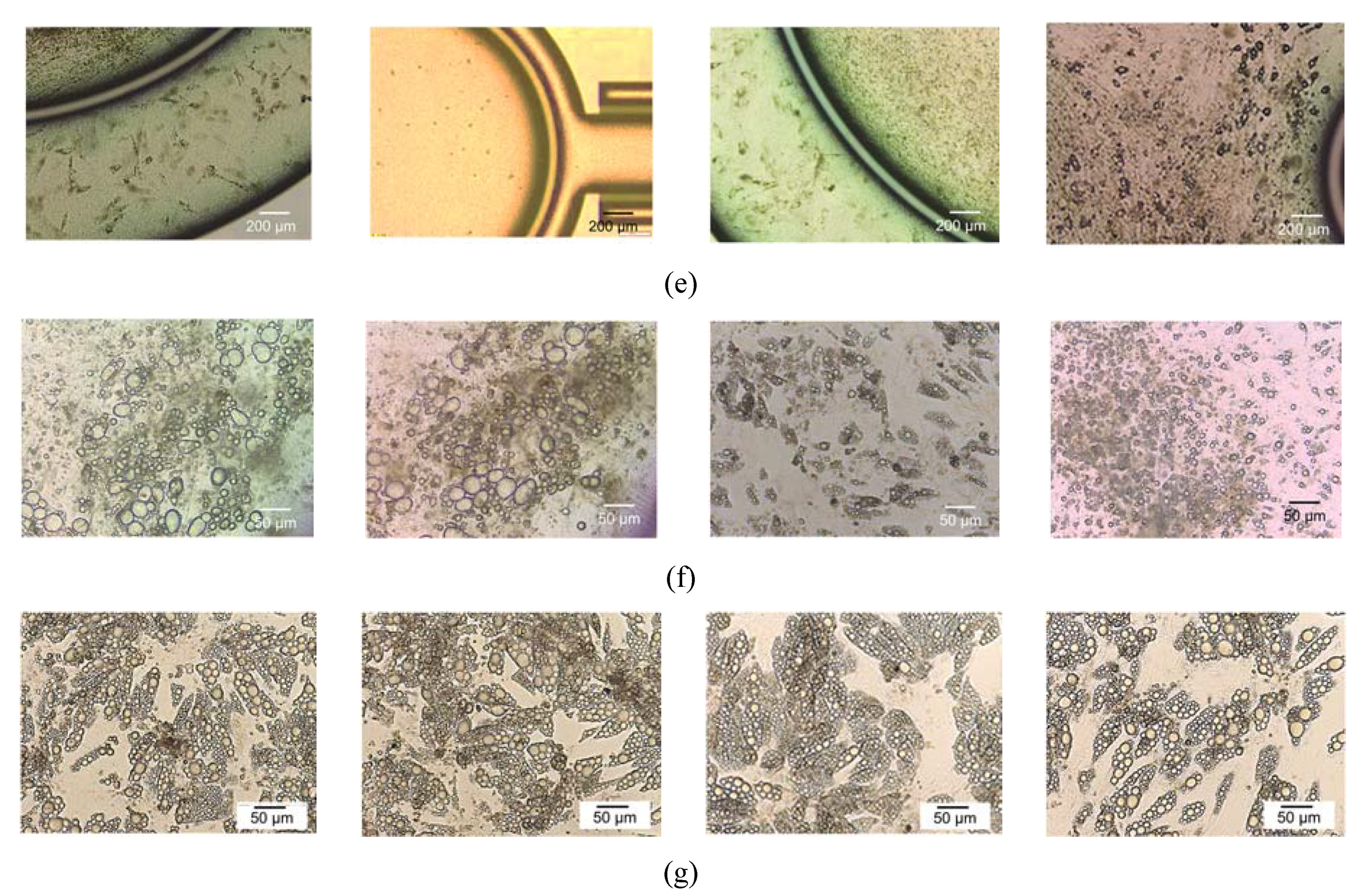 Micromachines 11 00565 g006b Micromachines 11 00565 g006b