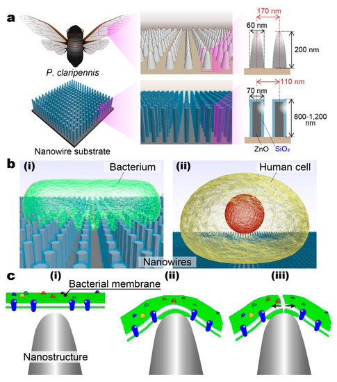 Micromachines Free Full Text Mechanical Rupture Based Antibacterial And Cell Compatible Zno Sio2 Nanowire Structures Formed By Bottom Up Approaches Html Micromachines Free Full Text Mechanical Rupture Based Antibacterial And Cell Compatible Zno Sio2 Nanowire Structures Formed By Bottom Up Approaches Html