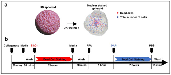 Micromachines Free Full Text Quantitative Image Based Cell Viability Quanticv Assay For Microfluidic 3d Tissue Culture Applications Html
