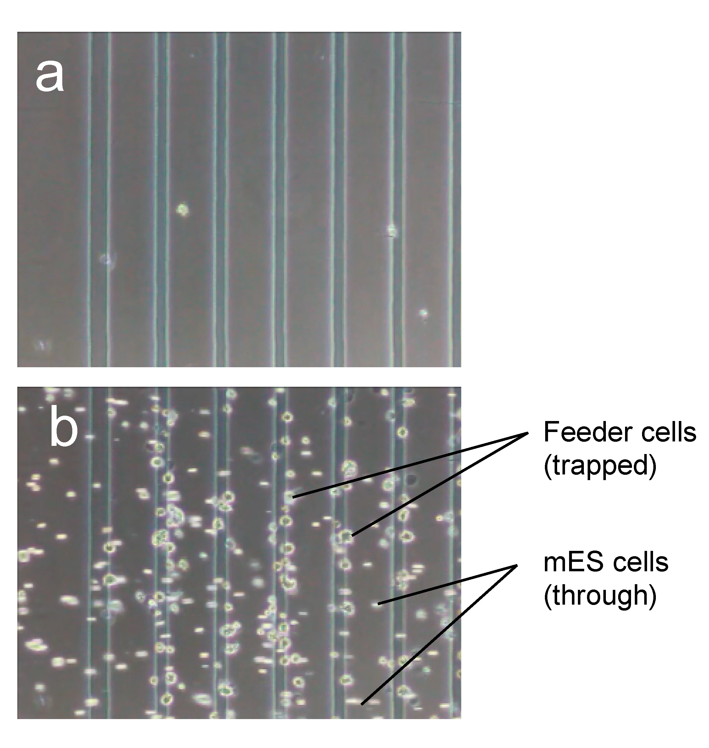 Micromachines 11 00734 g008a
