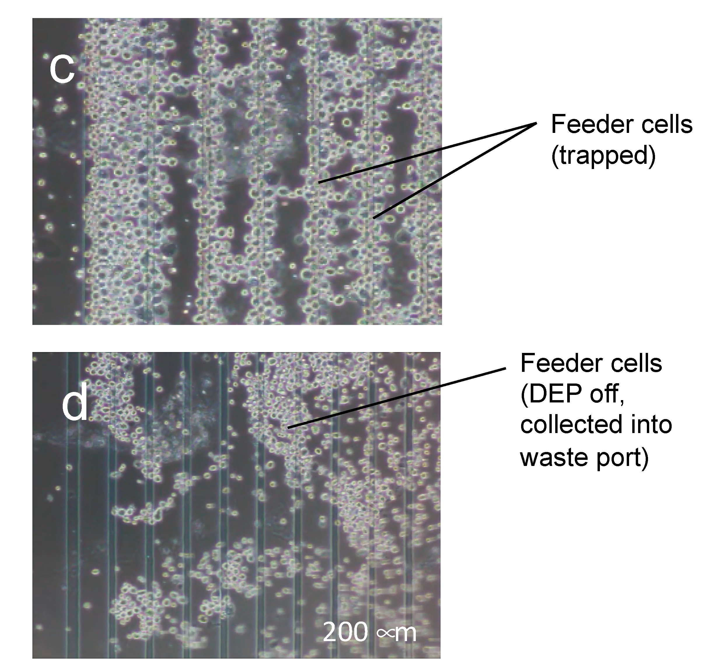Micromachines 11 00734 g008b