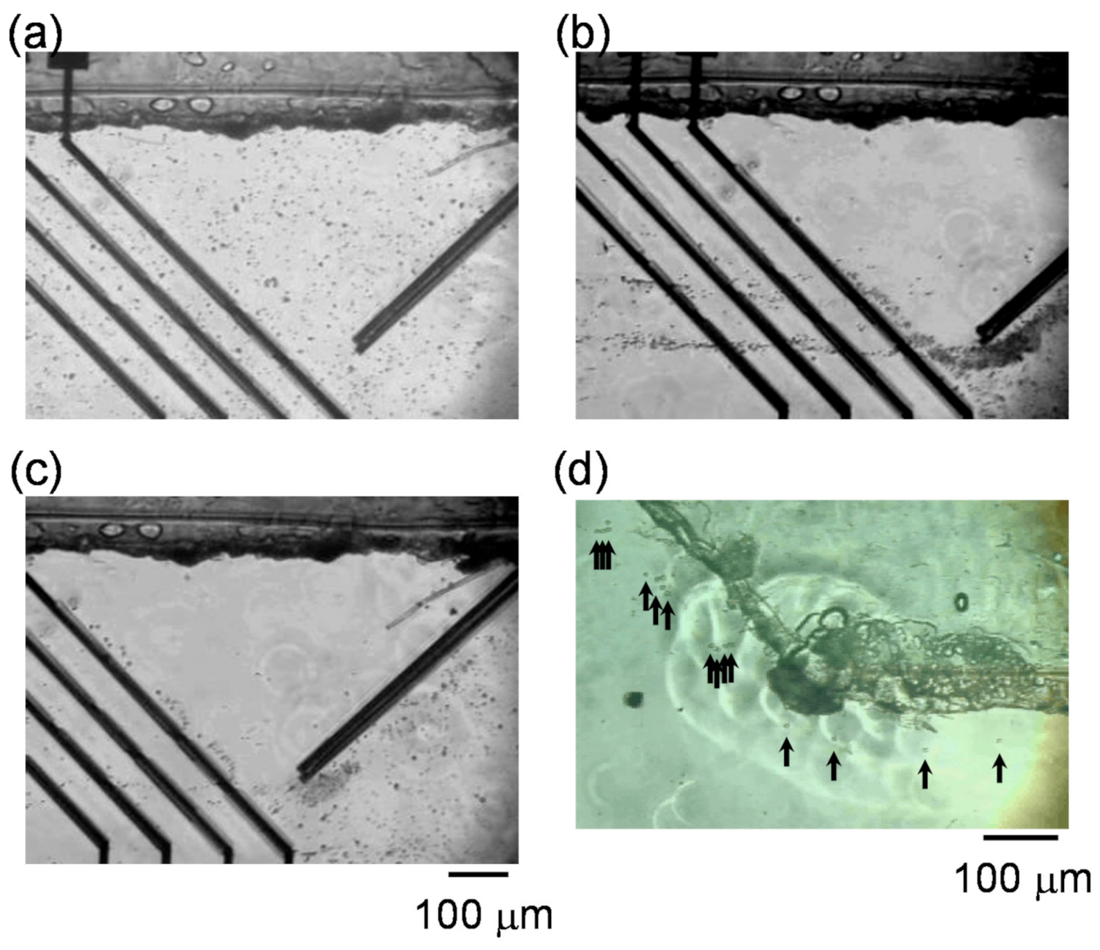 Micromachines 11 00833 g005 Micromachines 11 00833 g005