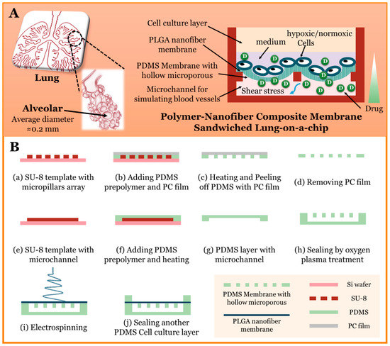 PLGA Nanofiber/PDMS Microporous Composite Membrane-Sandwiched Microchip ...