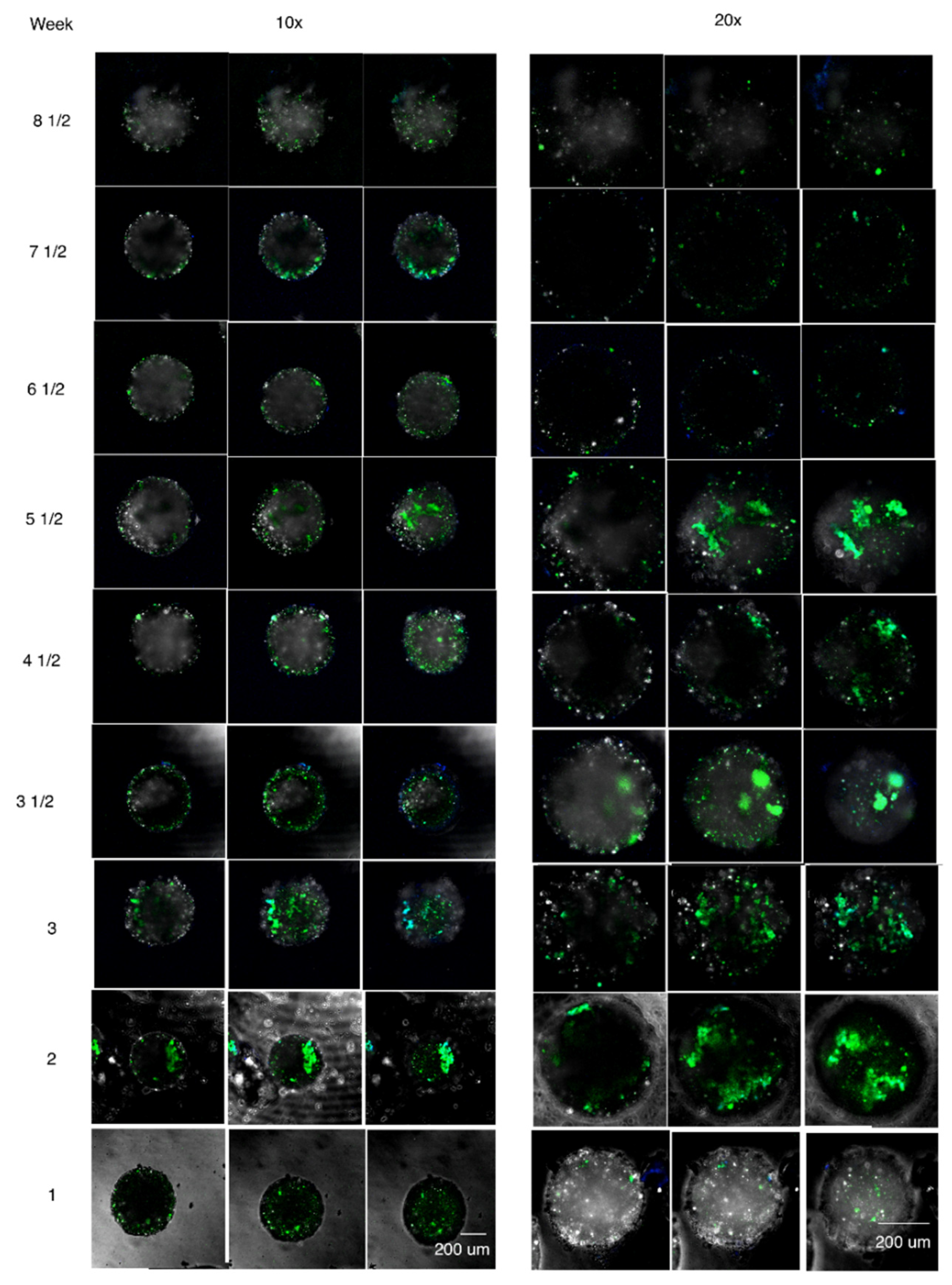 Micromachines 12 00090 g005
