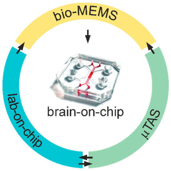 Team - Stanford Brain Organogenesis