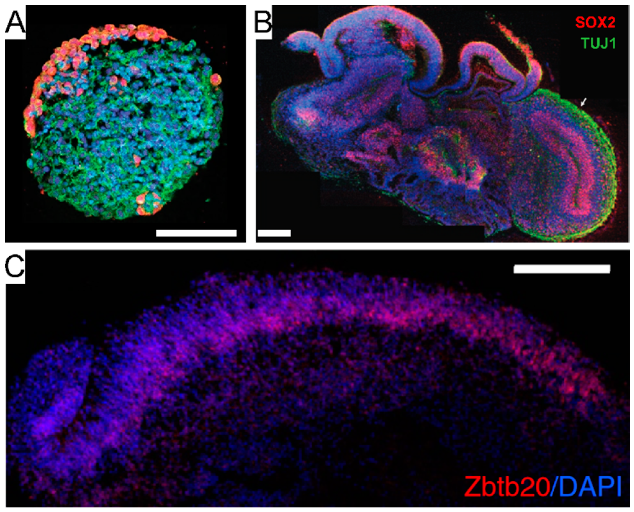 Micromachines 12 00124 g004