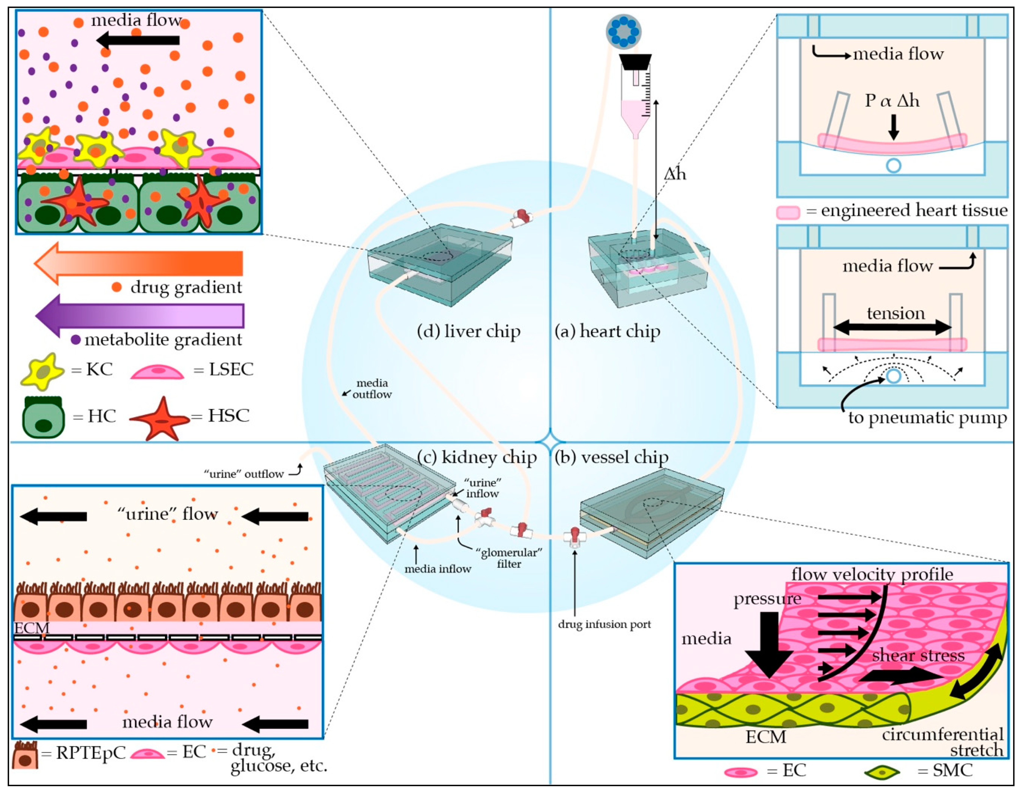 Micromachines 12 00139 g001