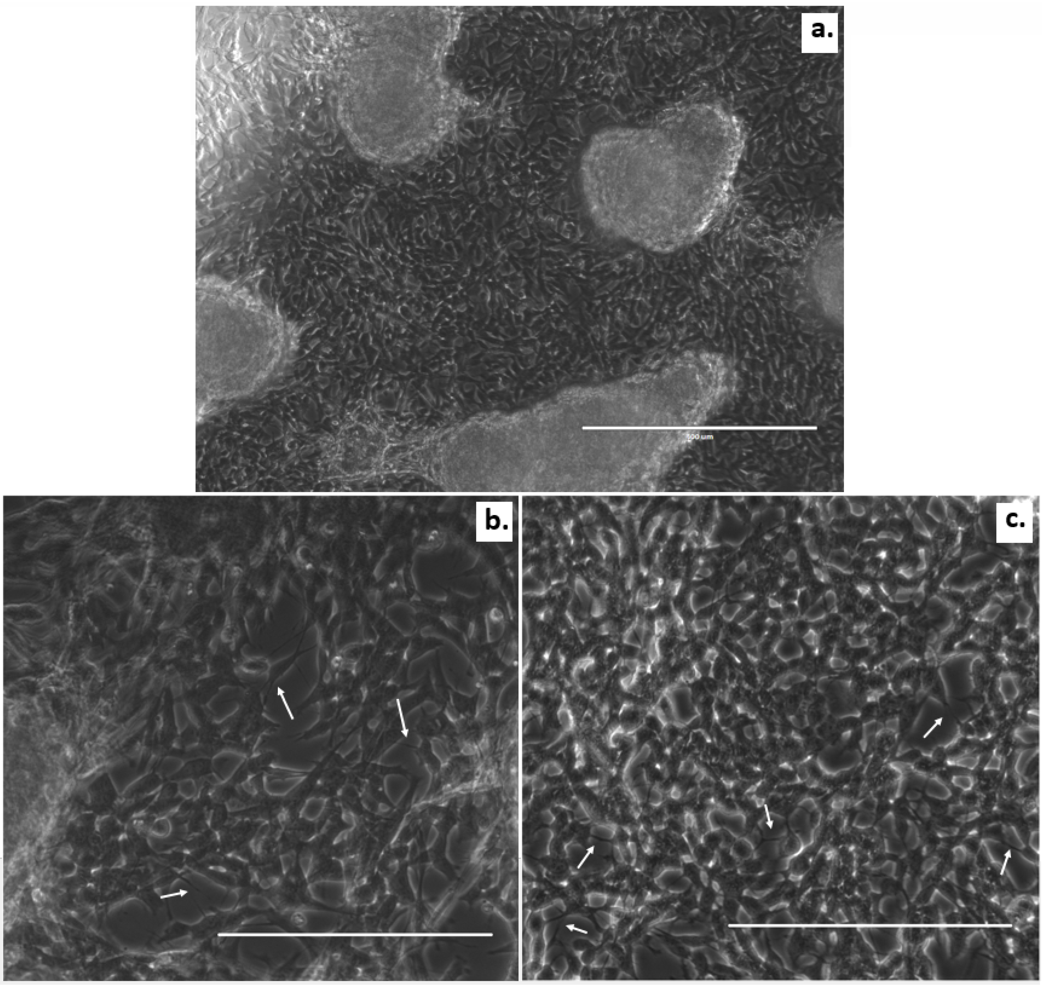 Micromachines 12 00165 g004 Micromachines 12 00165 g004