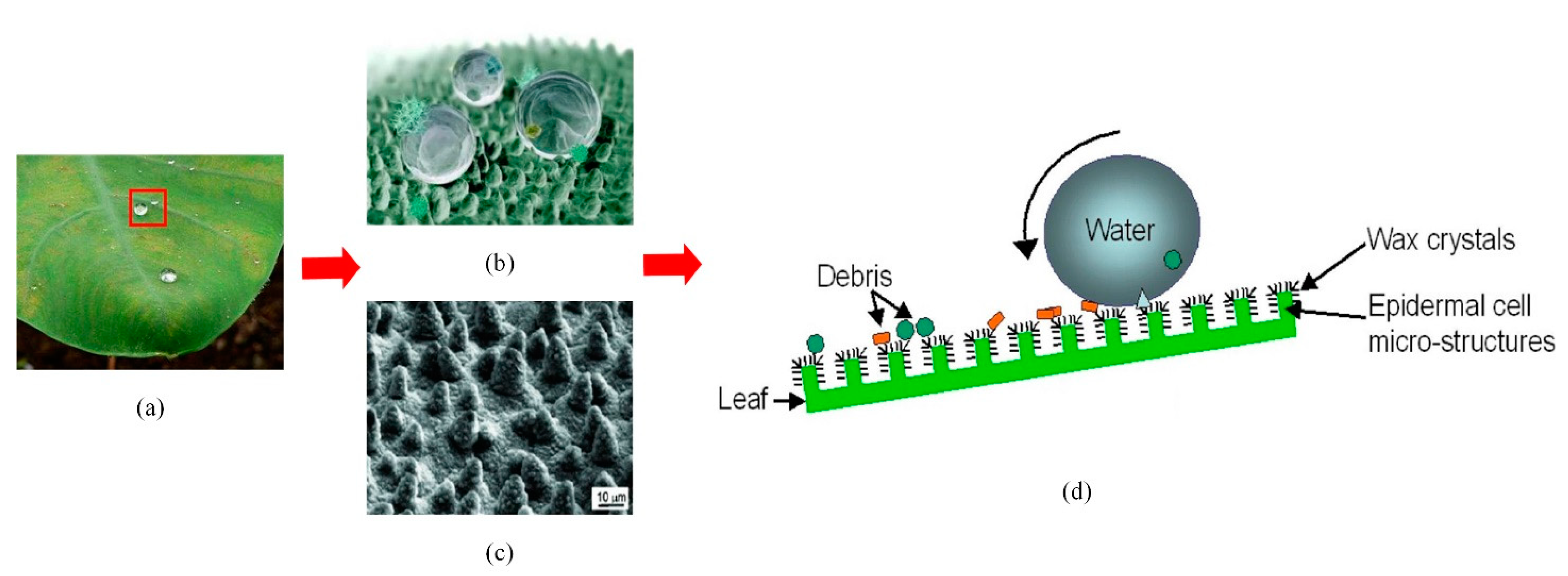 Micromachines 12 00656 g010