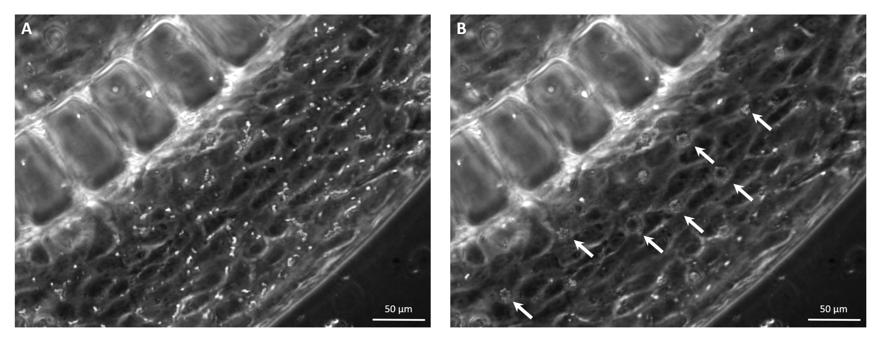 Micromachines 12 00658 g008 Micromachines 12 00658 g008