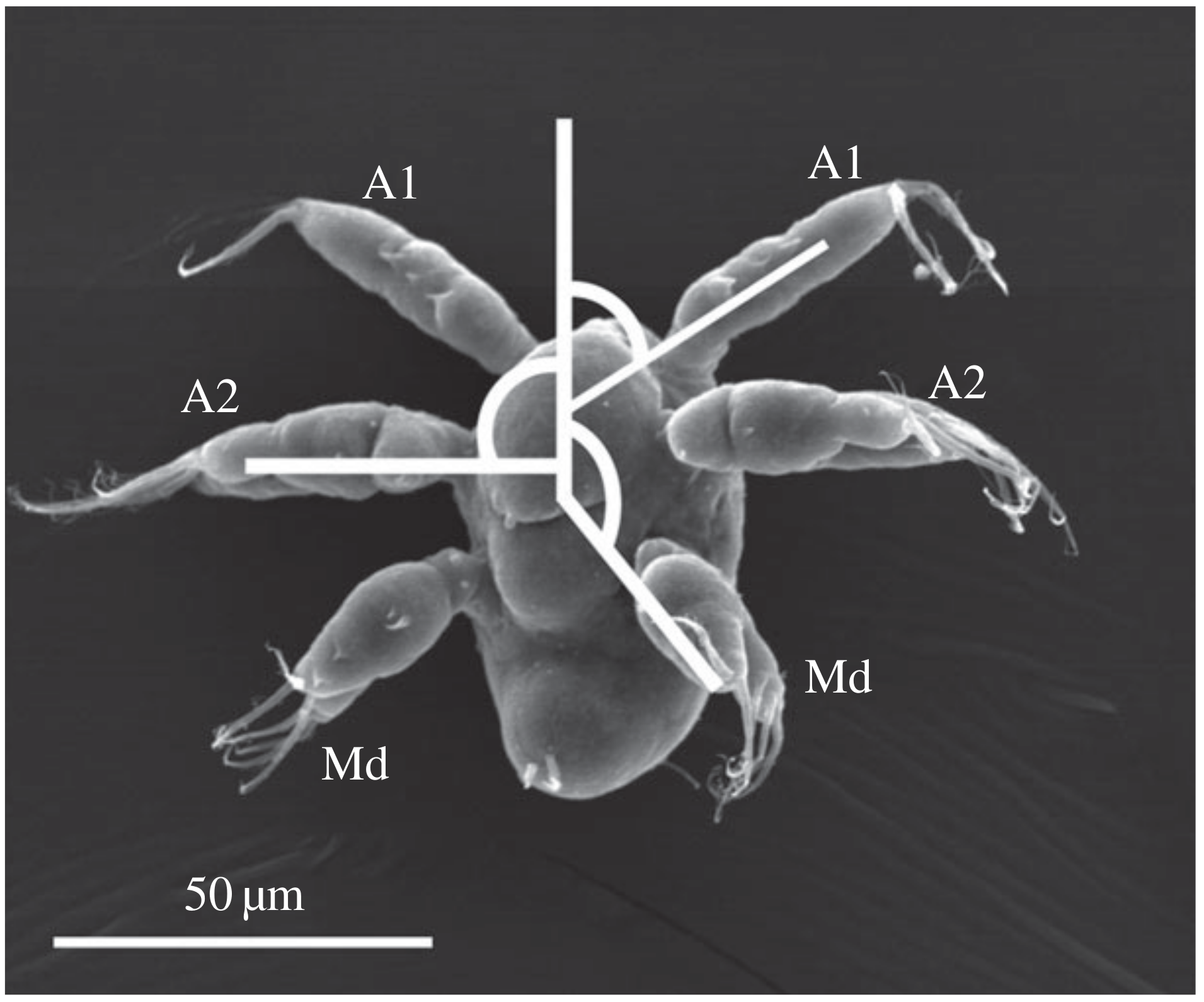 Micromachines 12 00706 g001