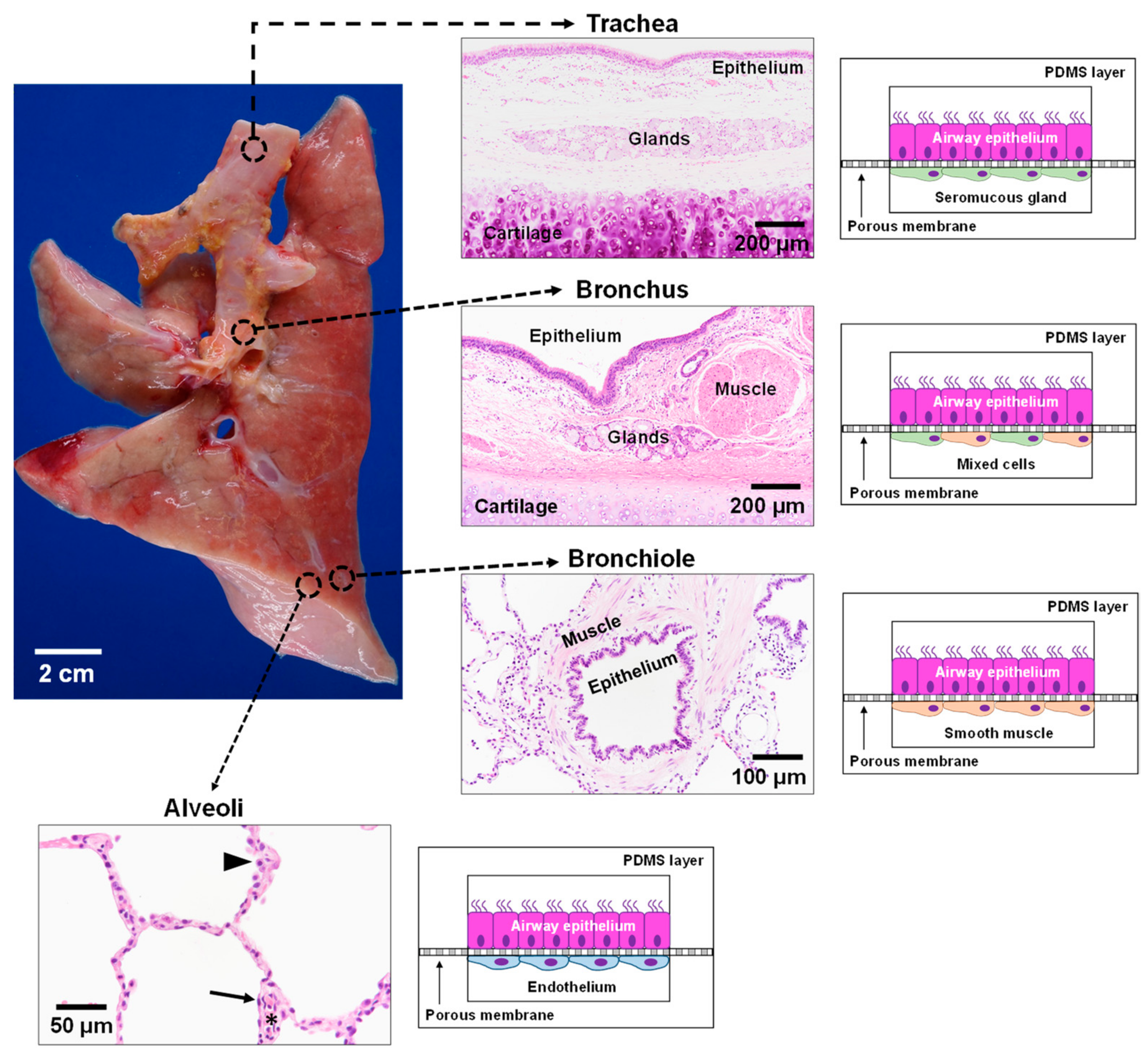 Micromachines 12 00747 g004
