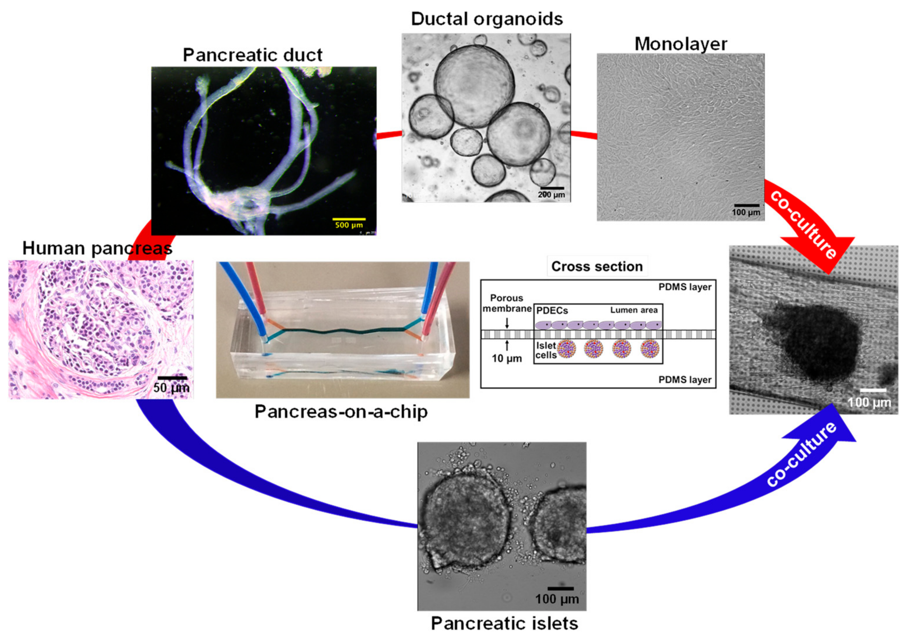 Micromachines 12 00747 g005