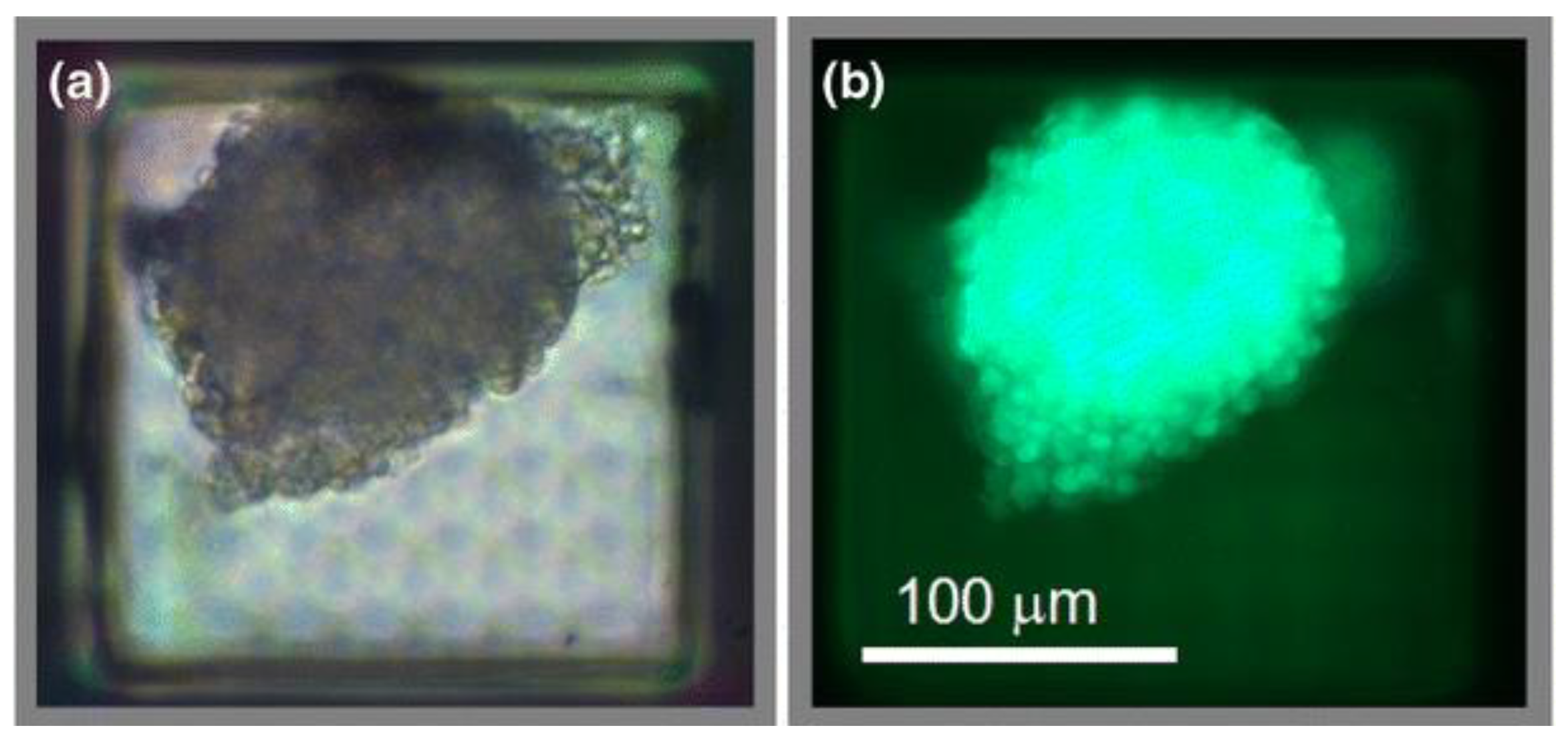 Micromachines 12 00794 g007