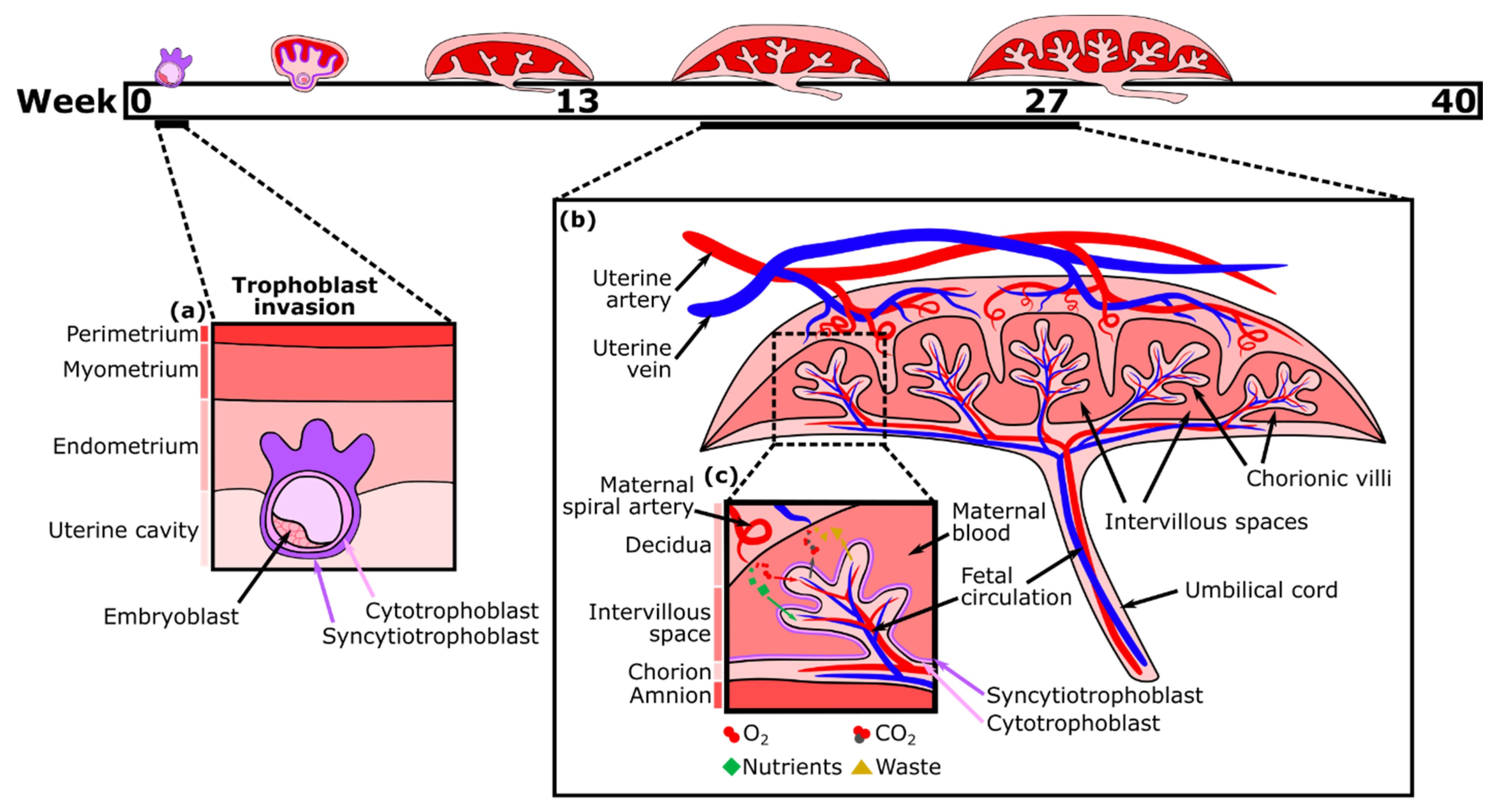 Micromachines Free Full Text Modelling The Human Placental Interface In Vitro A Review Html