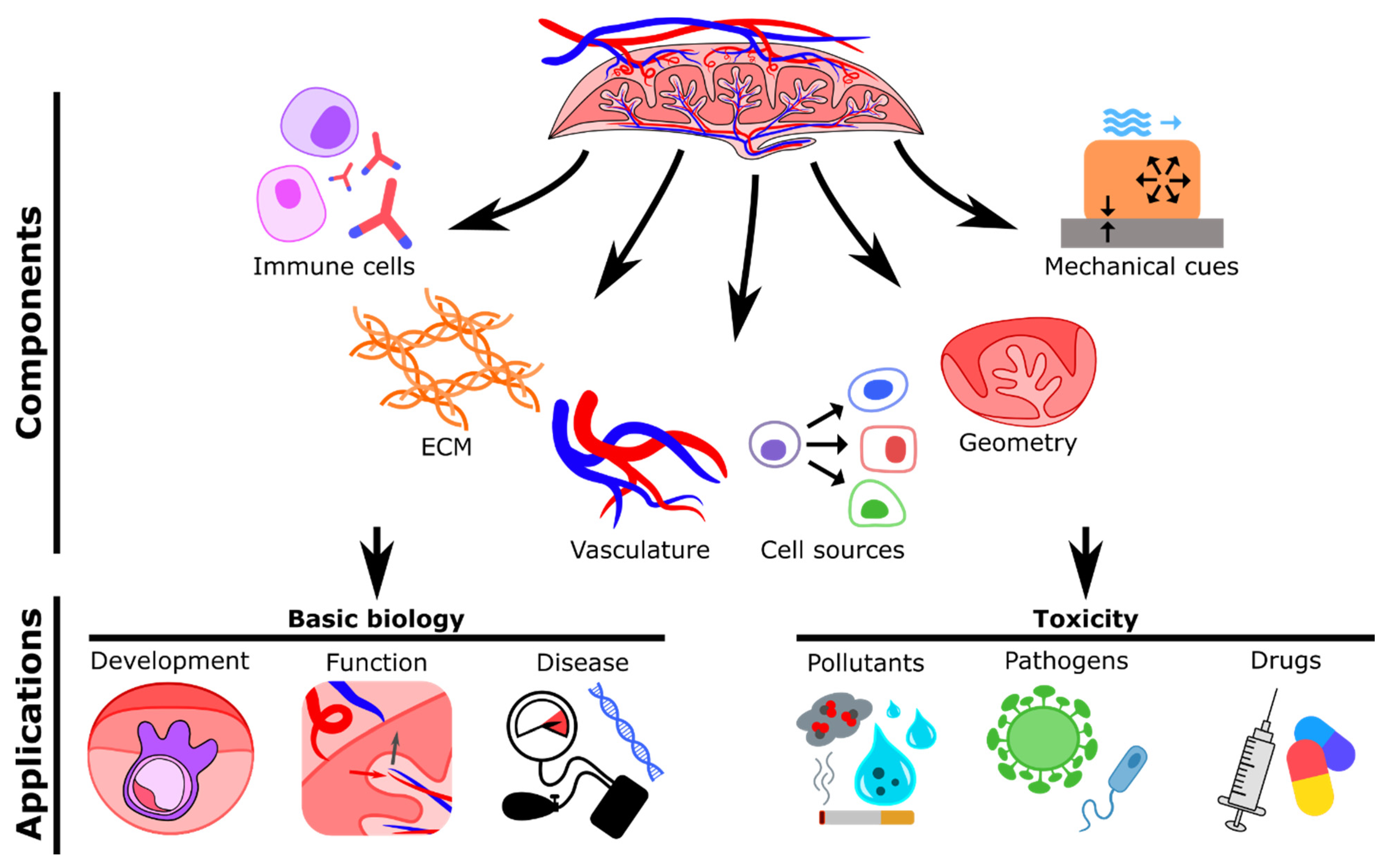 Micromachines Free Full Text Modelling The Human Placental Interface In Vitro A Review Html