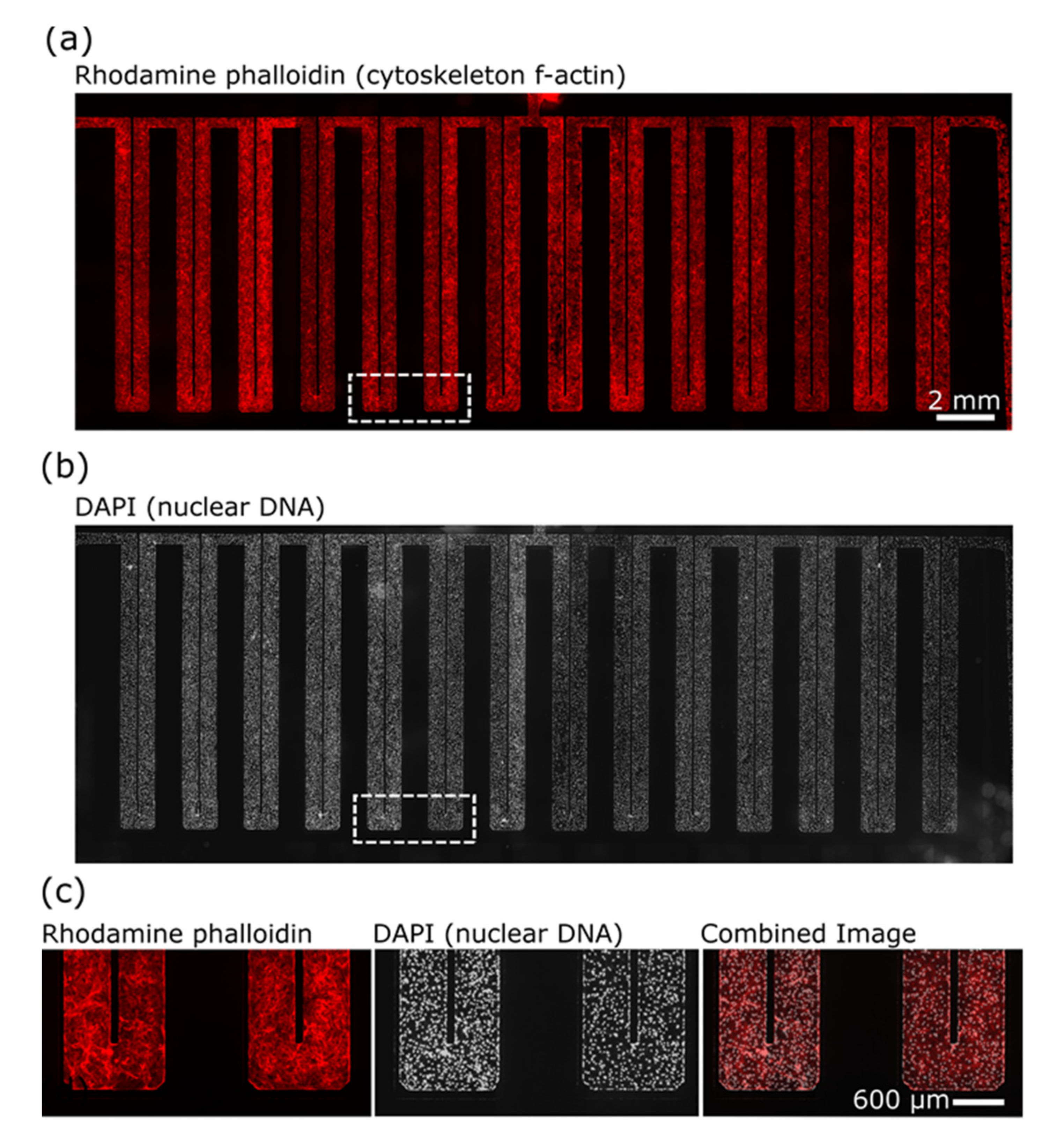 Micromachines 12 00904 g003