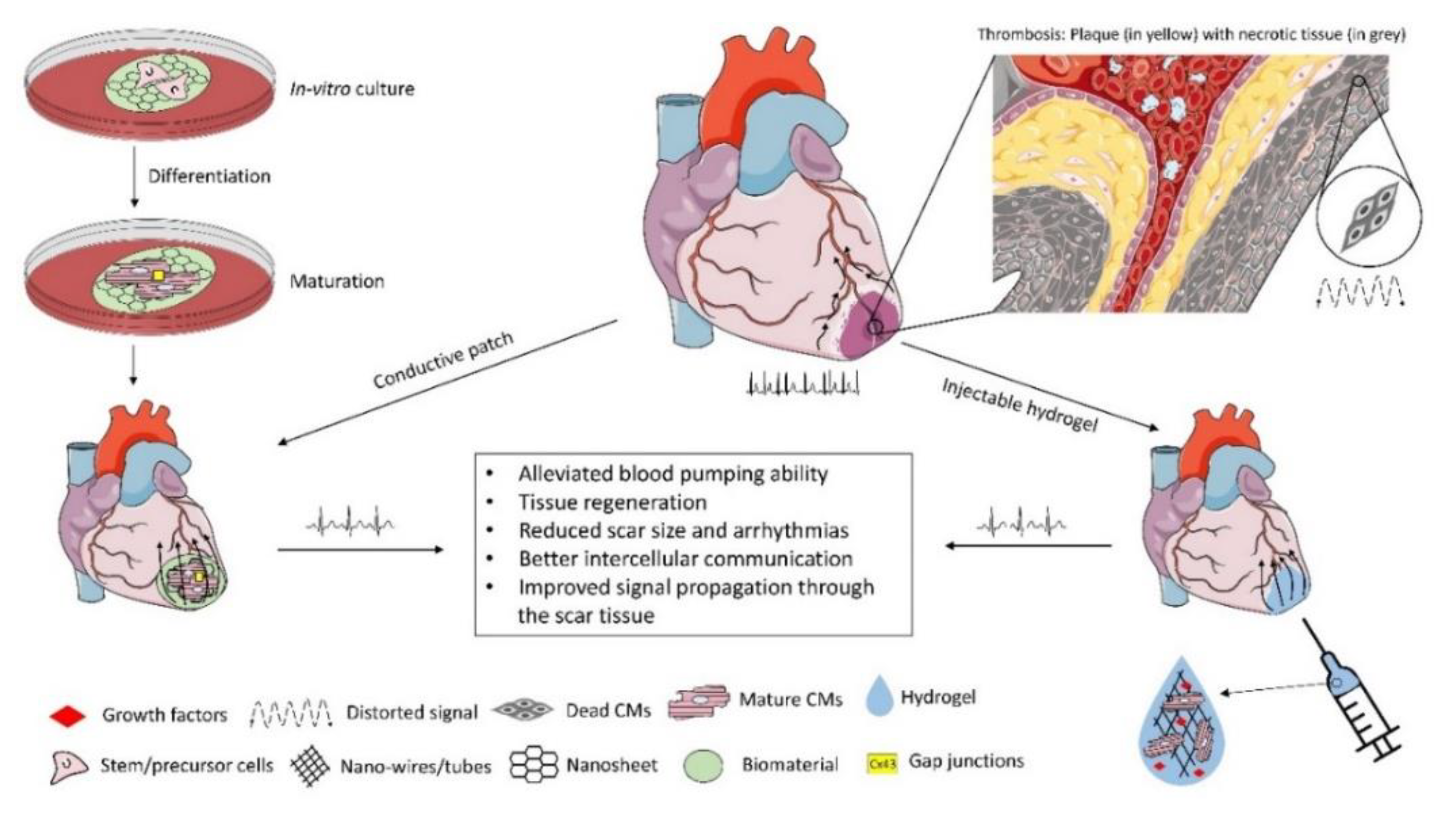 Micromachines Free Full Text Extrinsically Conductive Nanomaterials For Cardiac Tissue Engineering Applications Html