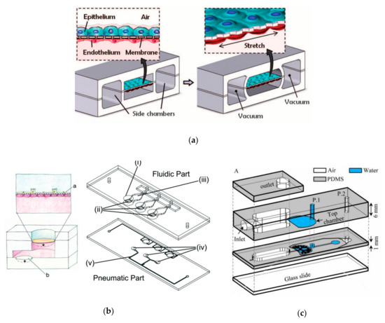 Physiological and Disease Models of Respiratory System Based on Organ ...