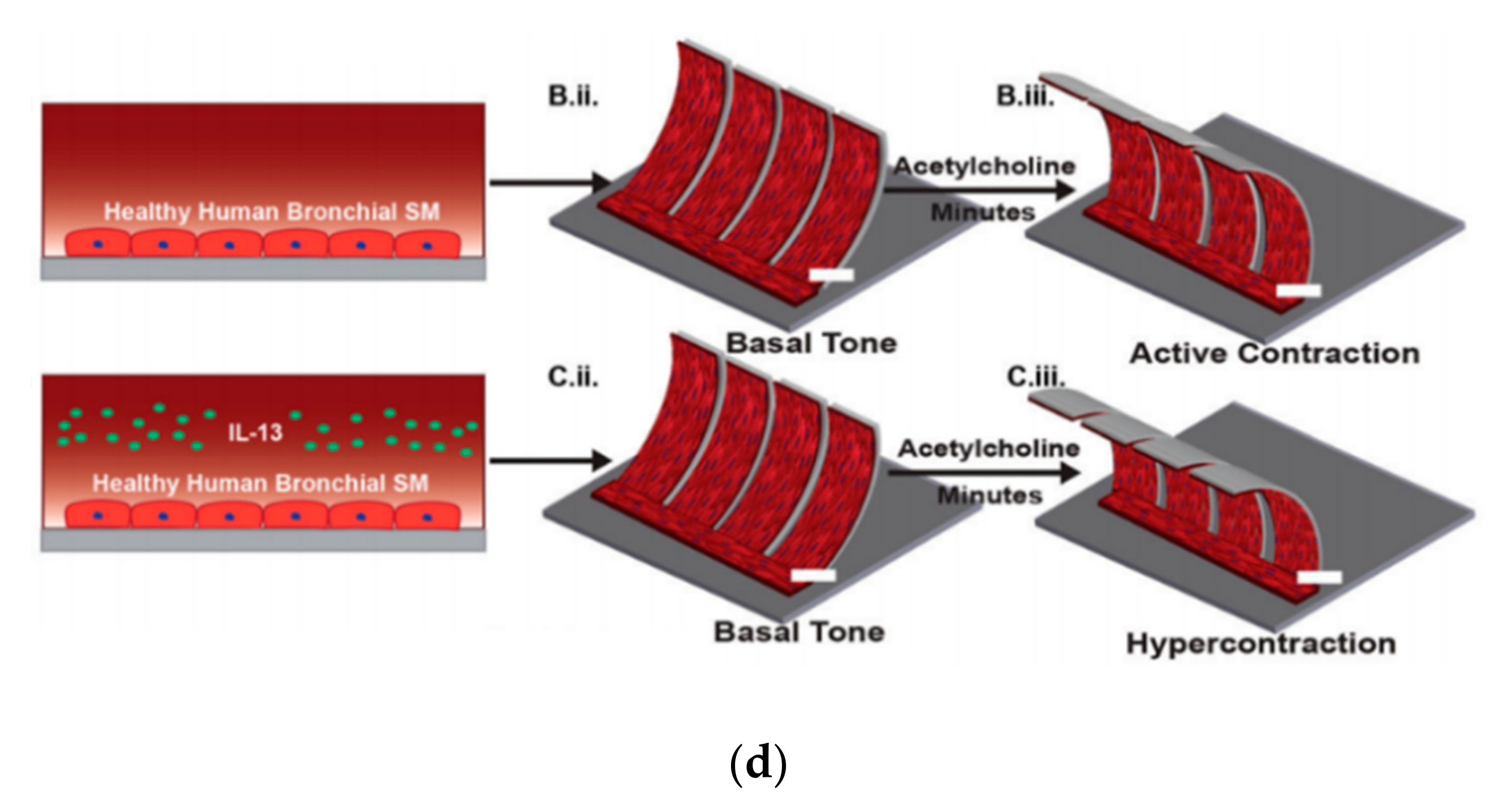 Micromachines Free Full Text Physiological And Disease Models Of Respiratory System Based On Organ On A Chip Technology Html Micromachines Free Full Text Physiological And Disease Models Of Respiratory System Based On Organ On A Chip Technology Html