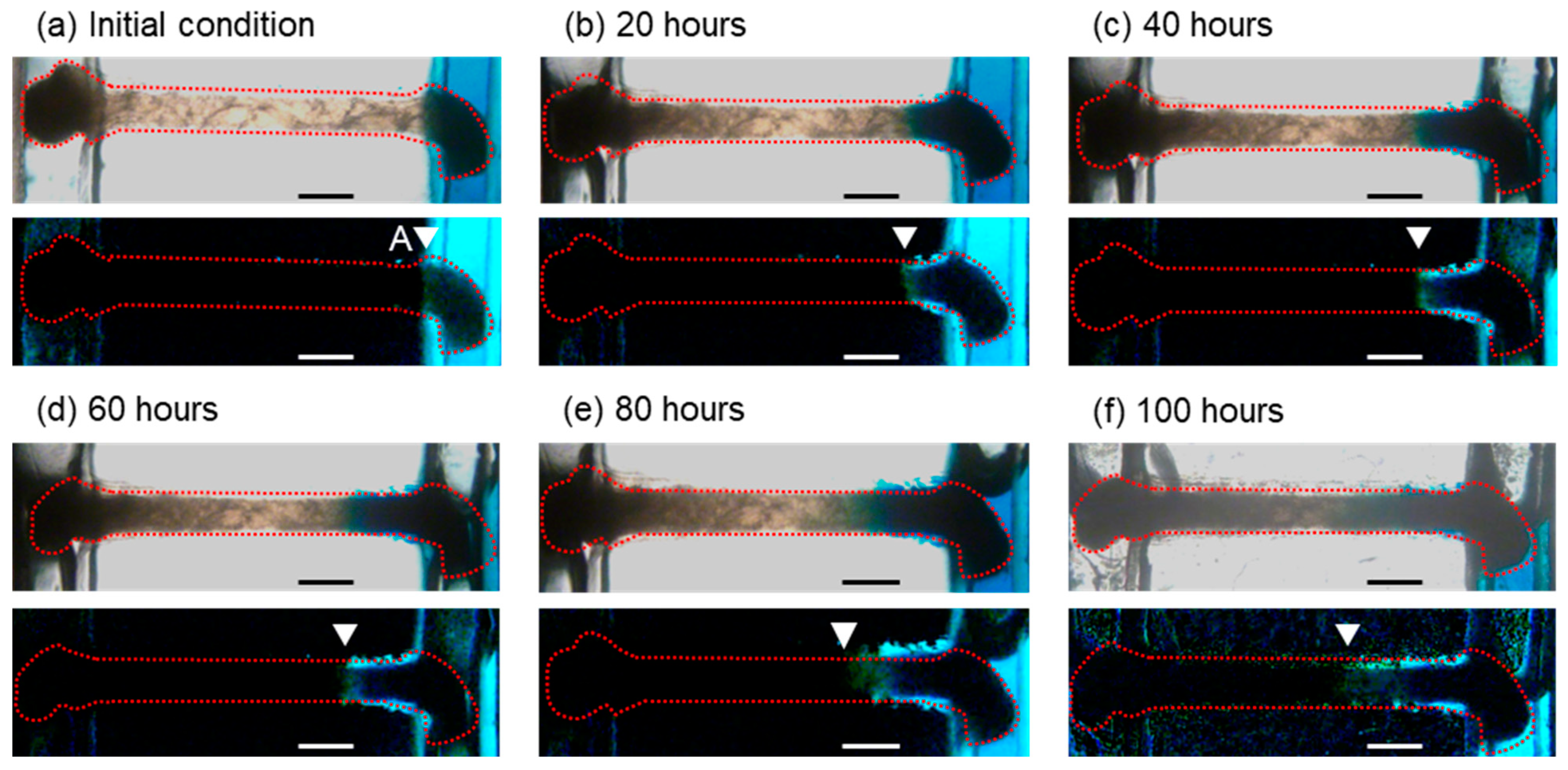 Micromachines 12 01482 g008