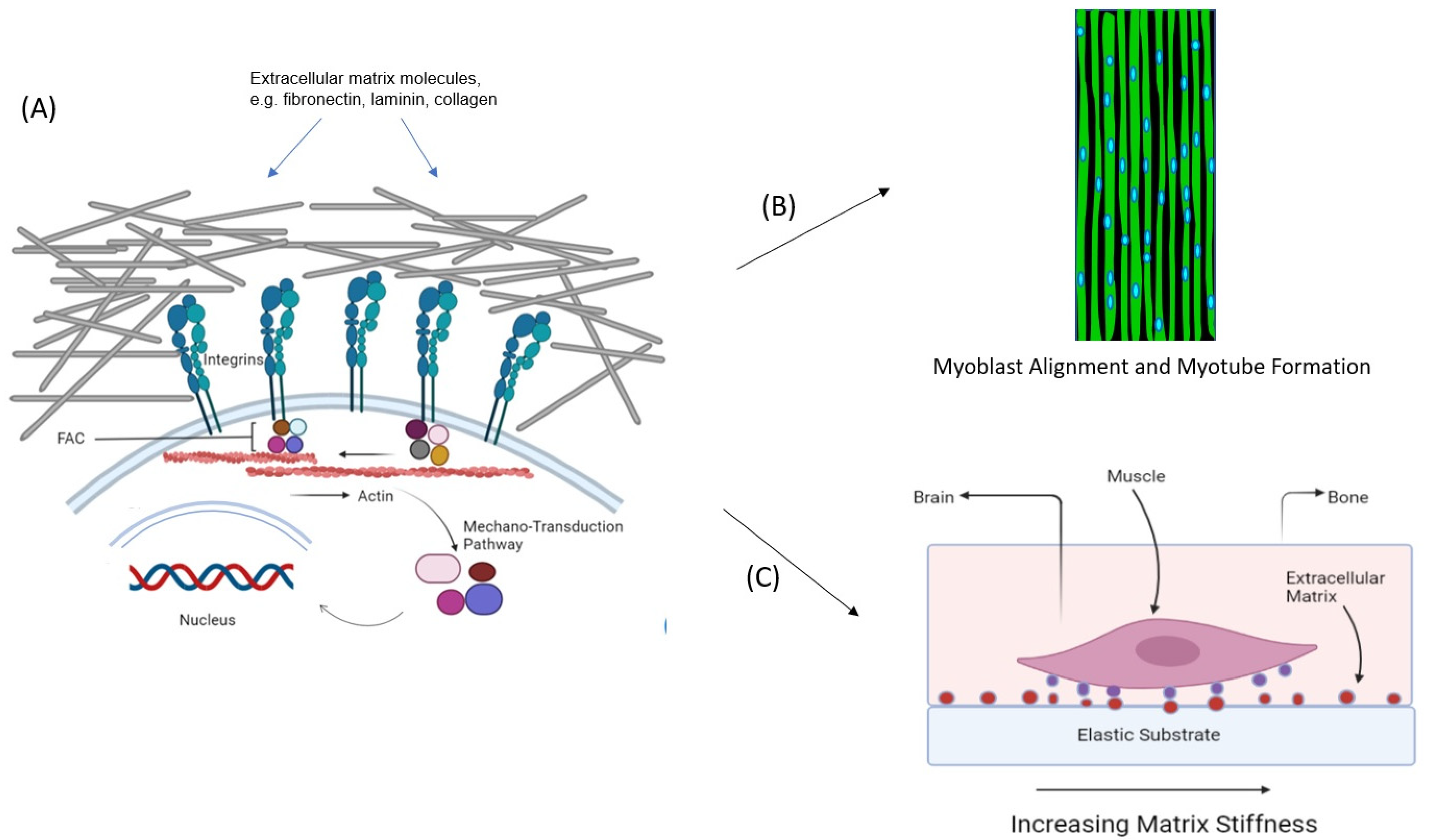 Micromachines 13 00071 g002