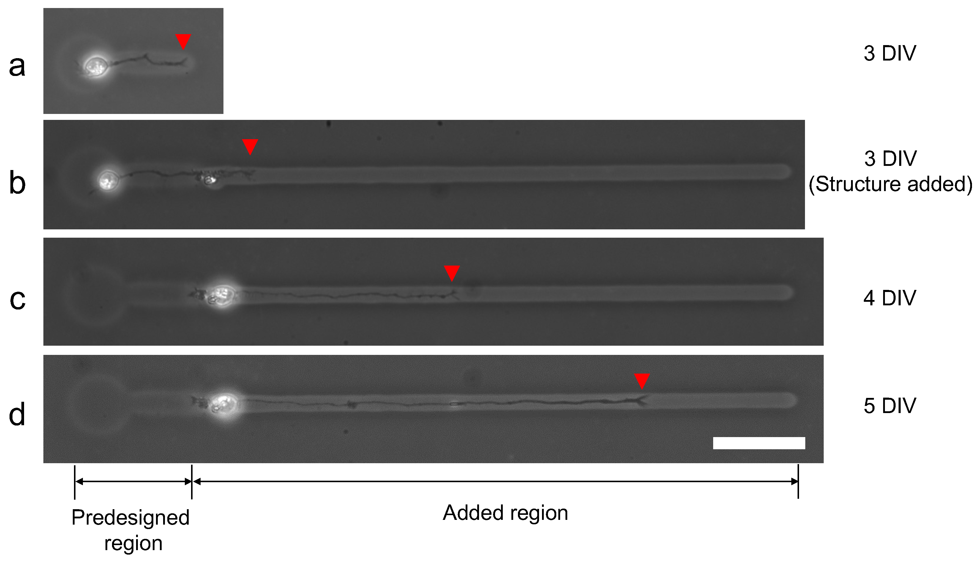 Micromachines 13 00174 g013 550