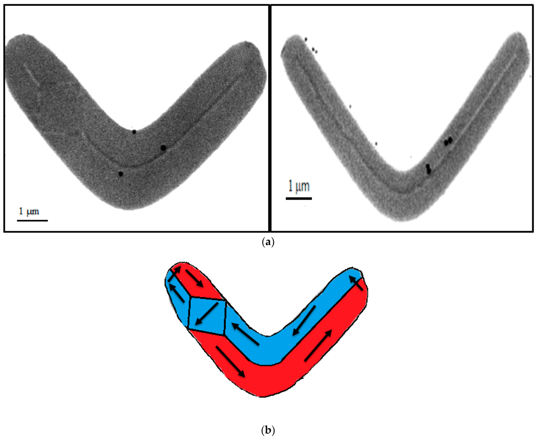 Micromachines 13 00204 g008 550