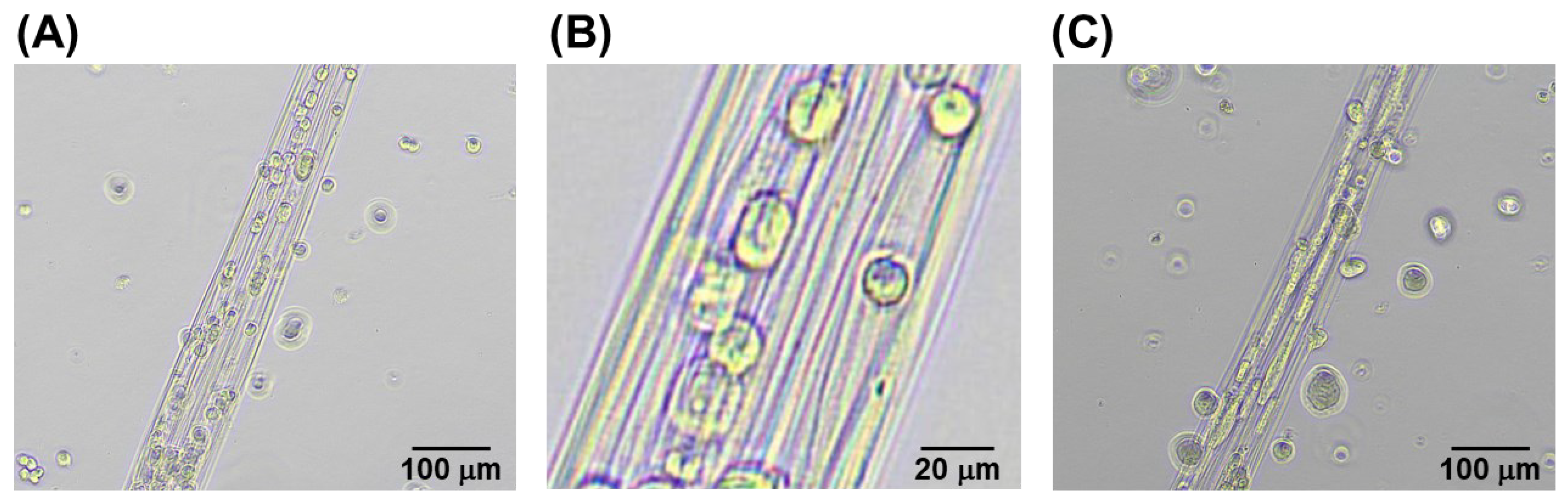 Micromachines 13 00420 g005 550