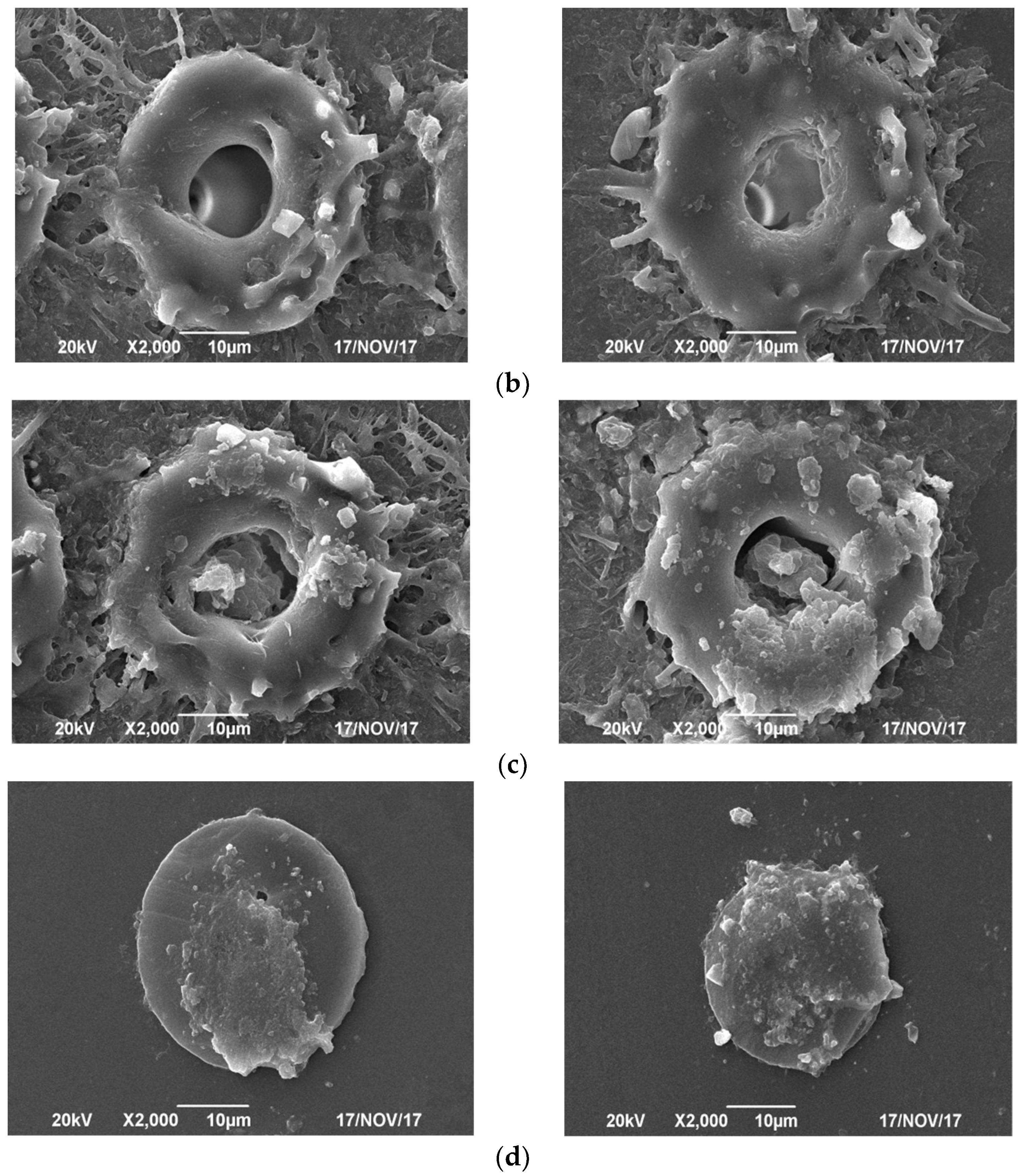Micromachines 13 00765 g005b 550