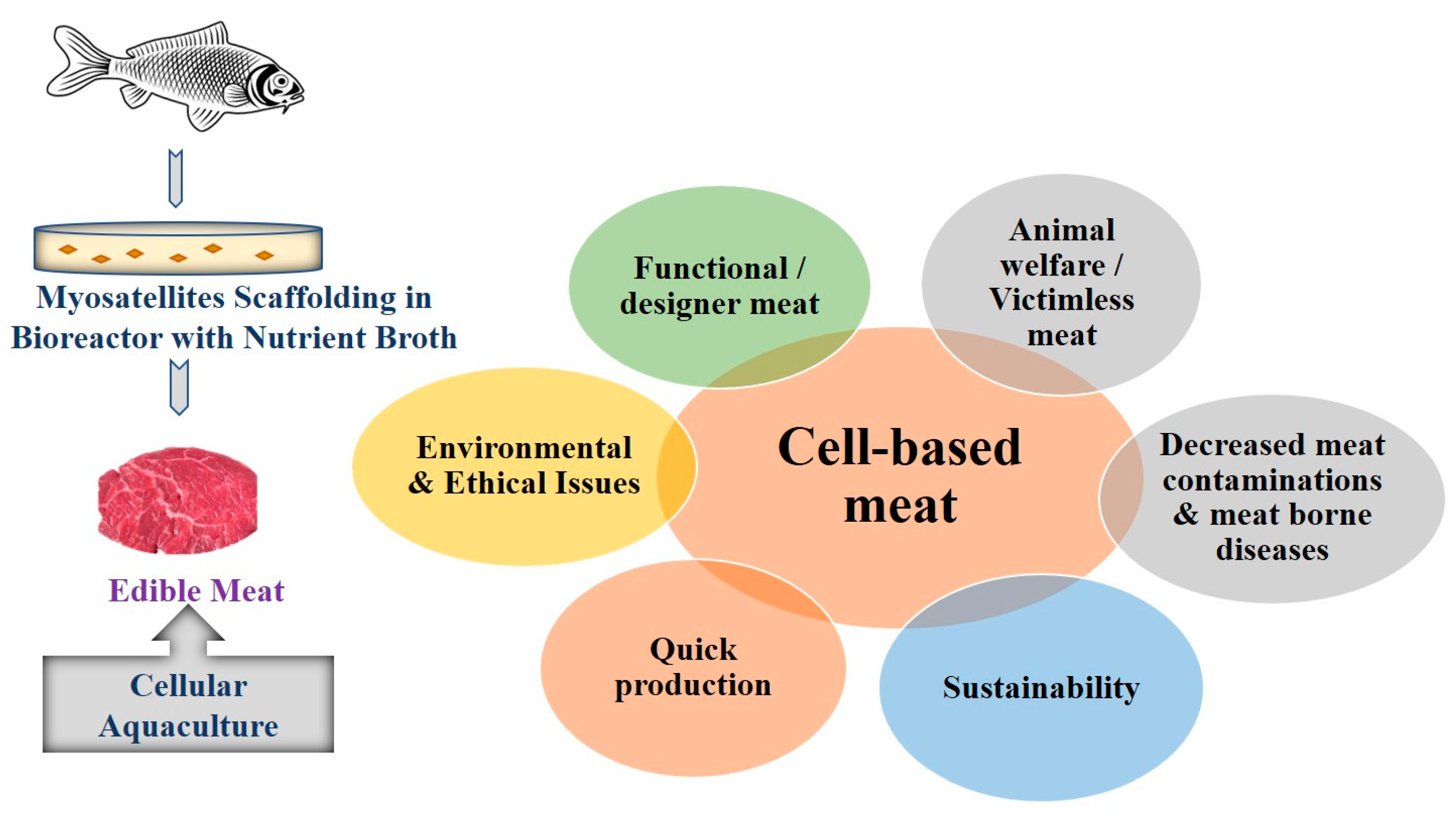 Micromachines | Free Full-Text | Cellular Aquaculture: Prospects and Challenges Micromachines | Free Full-Text | Cellular Aquaculture: Prospects and Challenges