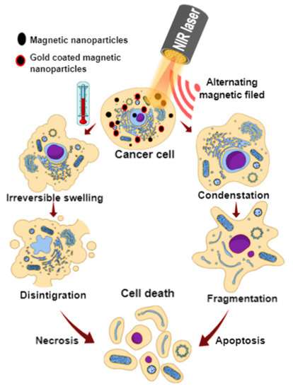 Micromachines Free Full Text Functionalized Magnetic Nanoparticles For Alternating Magnetic Field Or Near Infrared Light Induced Cancer Therapies Html