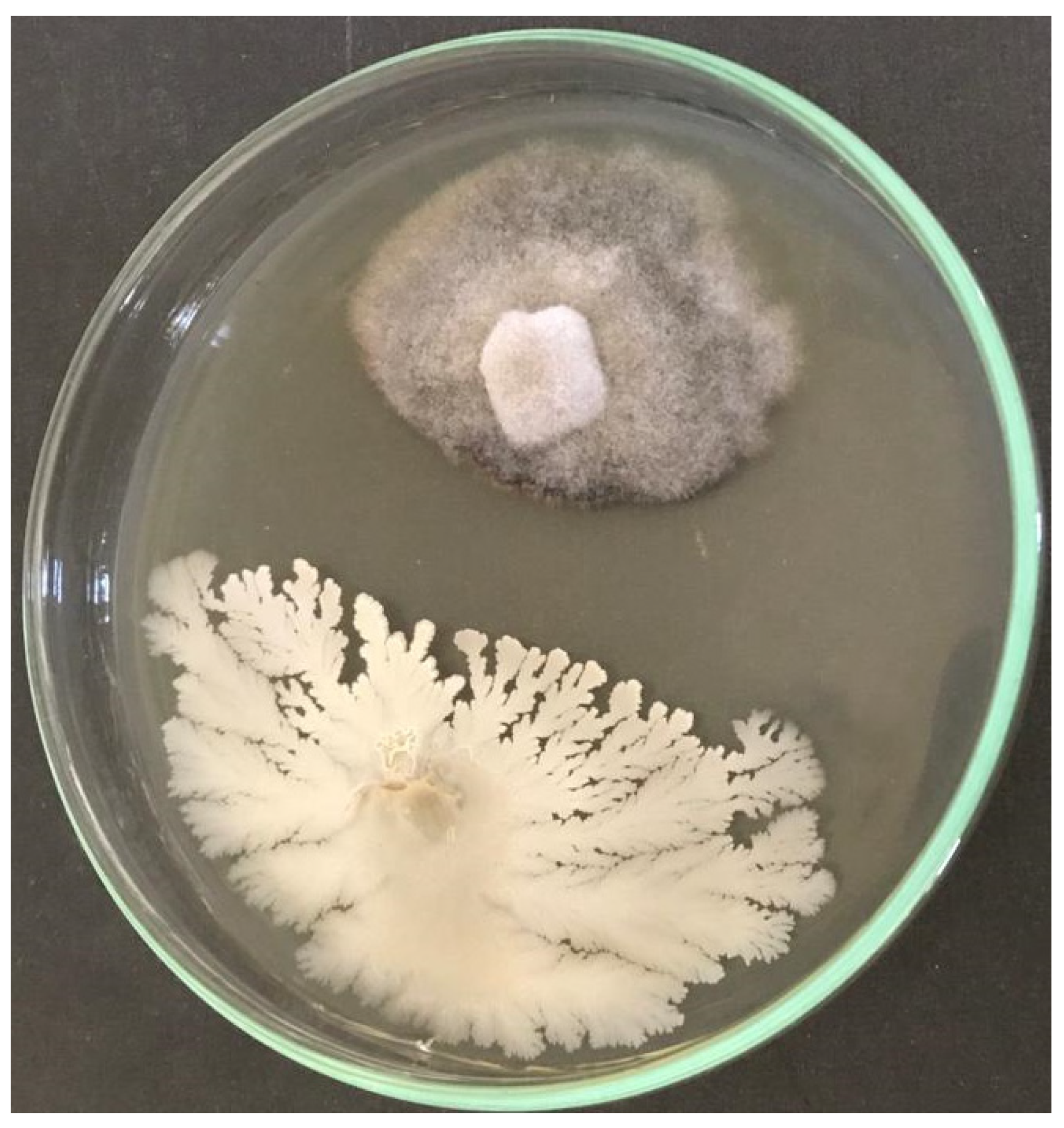 Micromachines 13 01423 g001