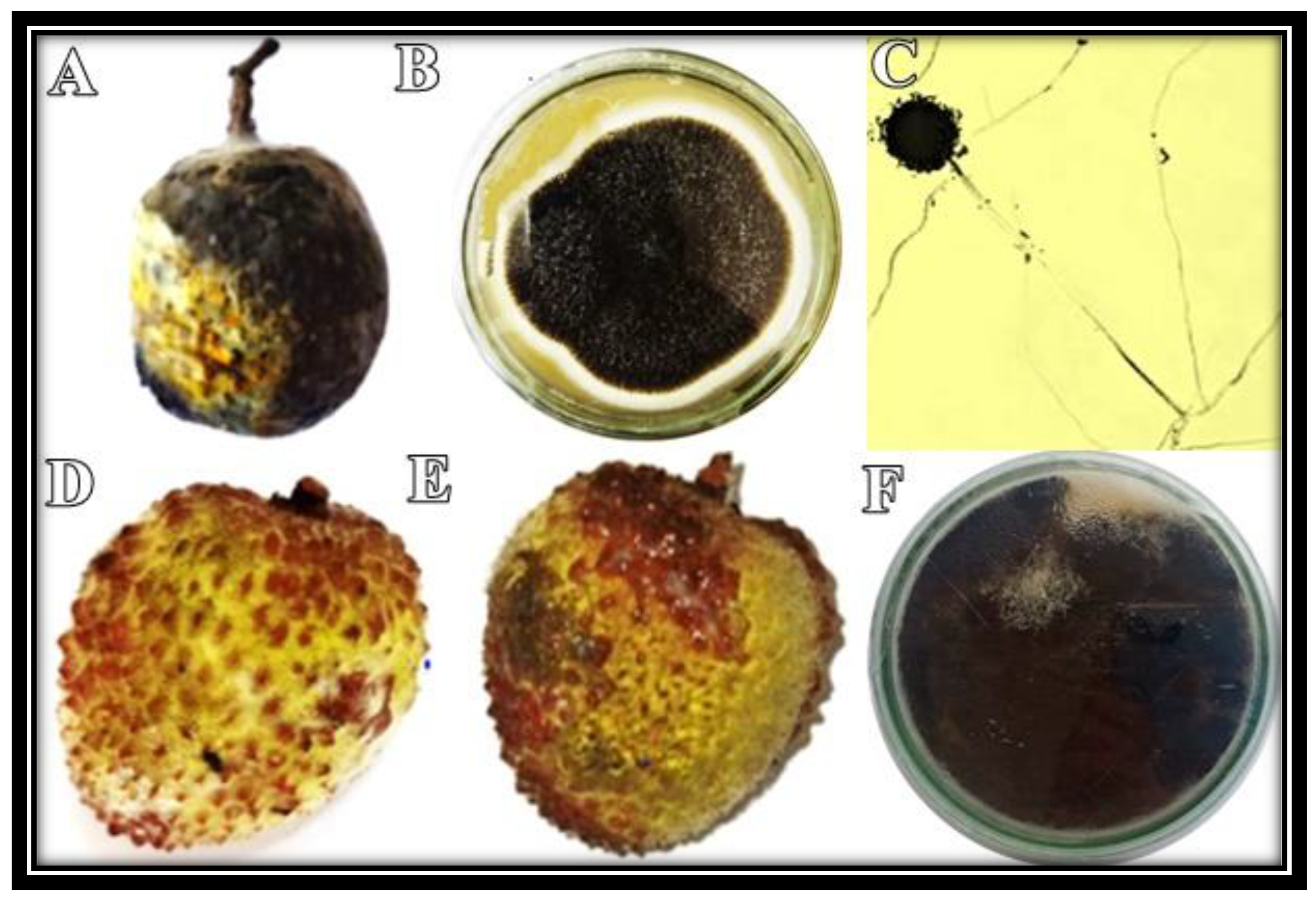 Micromachines 13 01461 g001