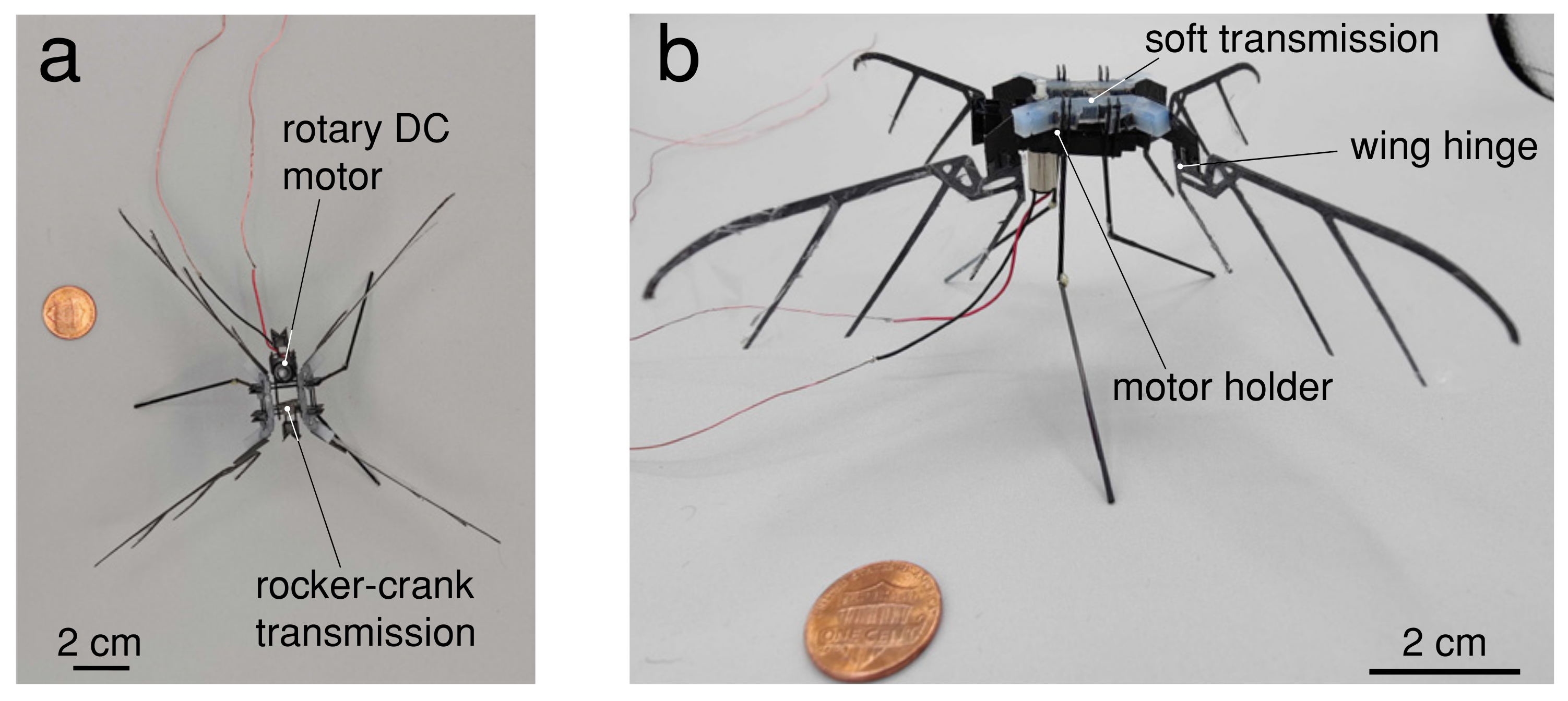 PDF) Strains in the exoskeleton of spiders