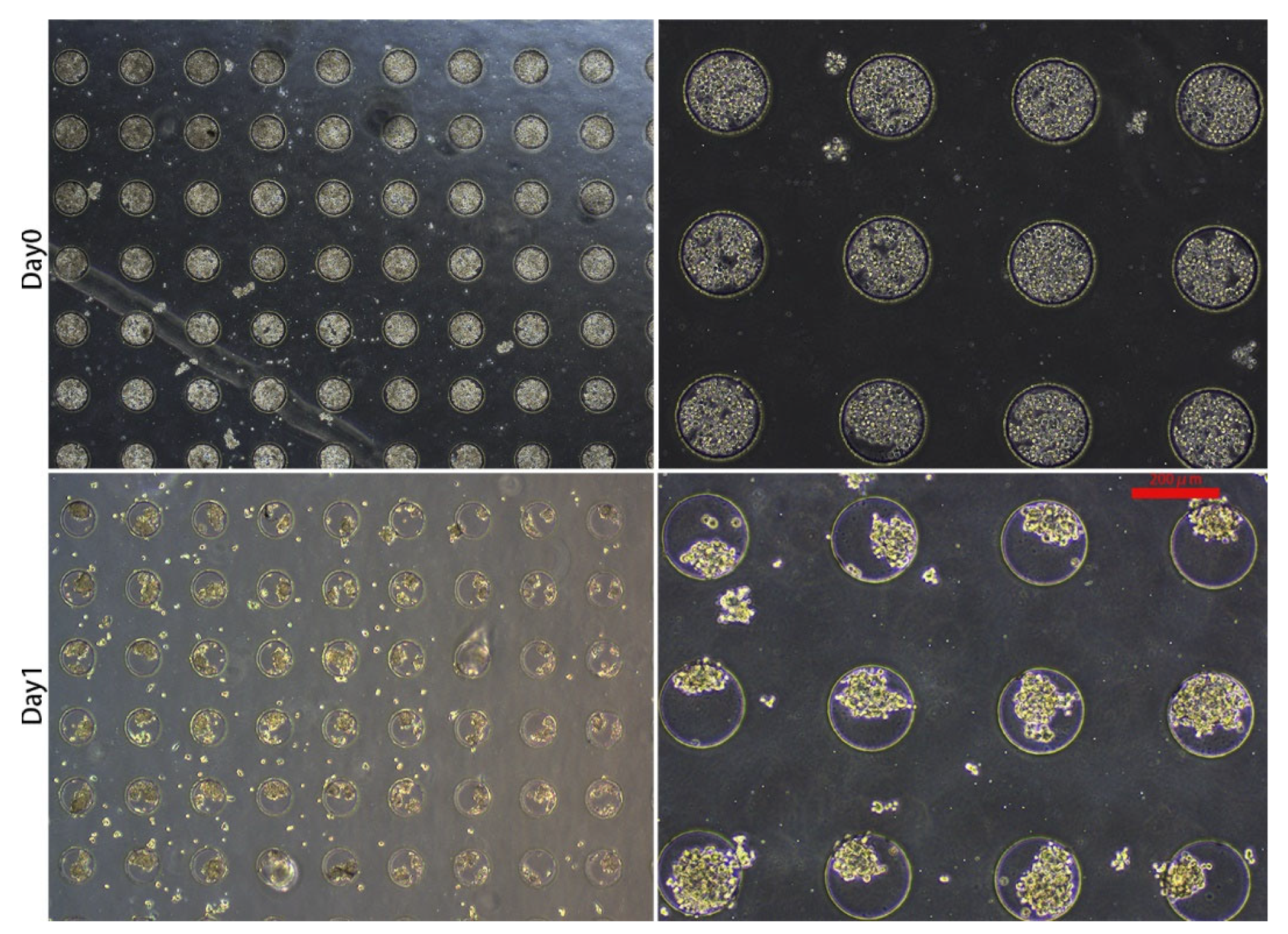 Micromachines 13 01645 g003 Micromachines 13 01645 g003