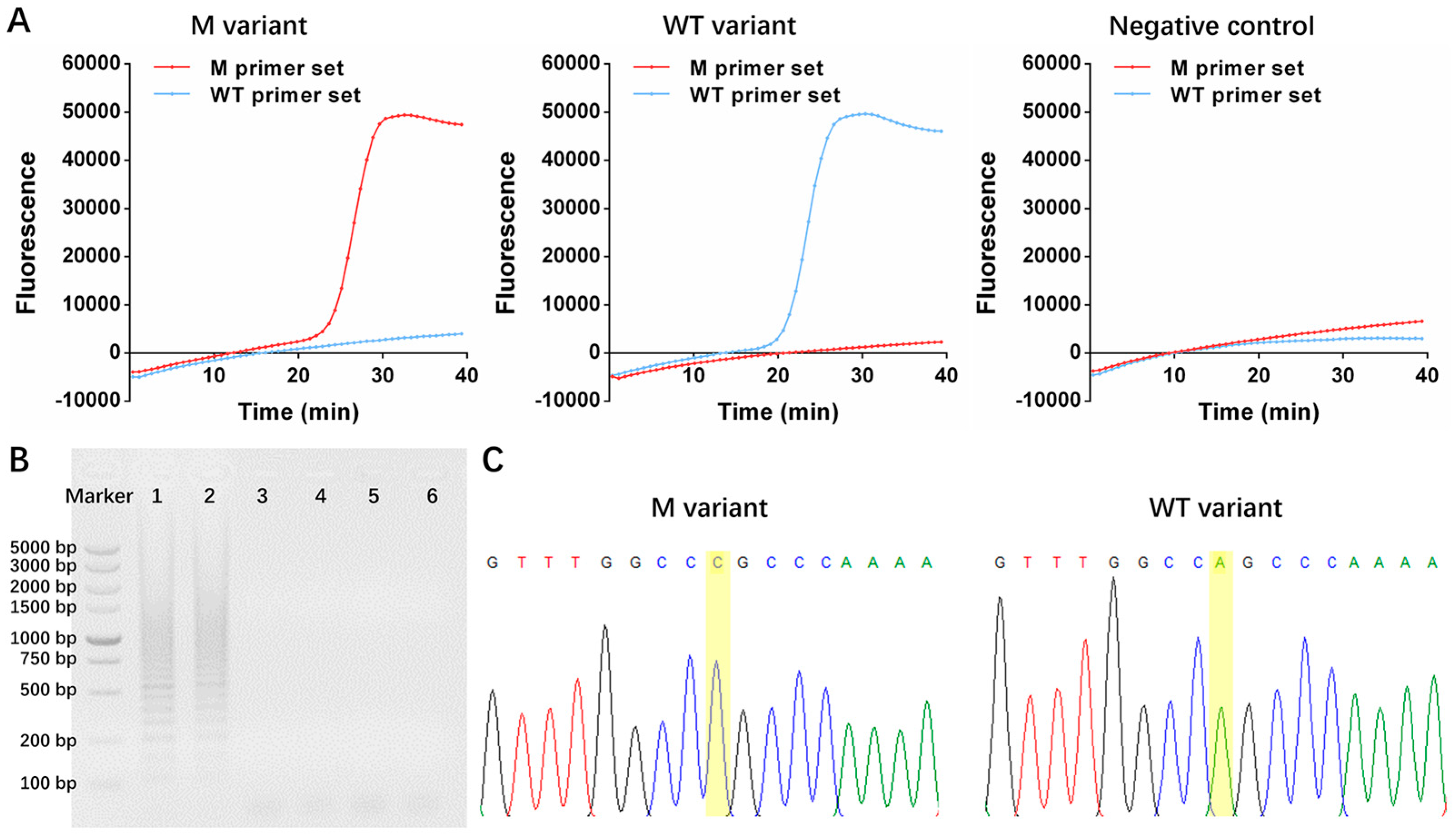 The Hidden Lung Problem:  Decoding Negative Bronchophony - 6k59azh