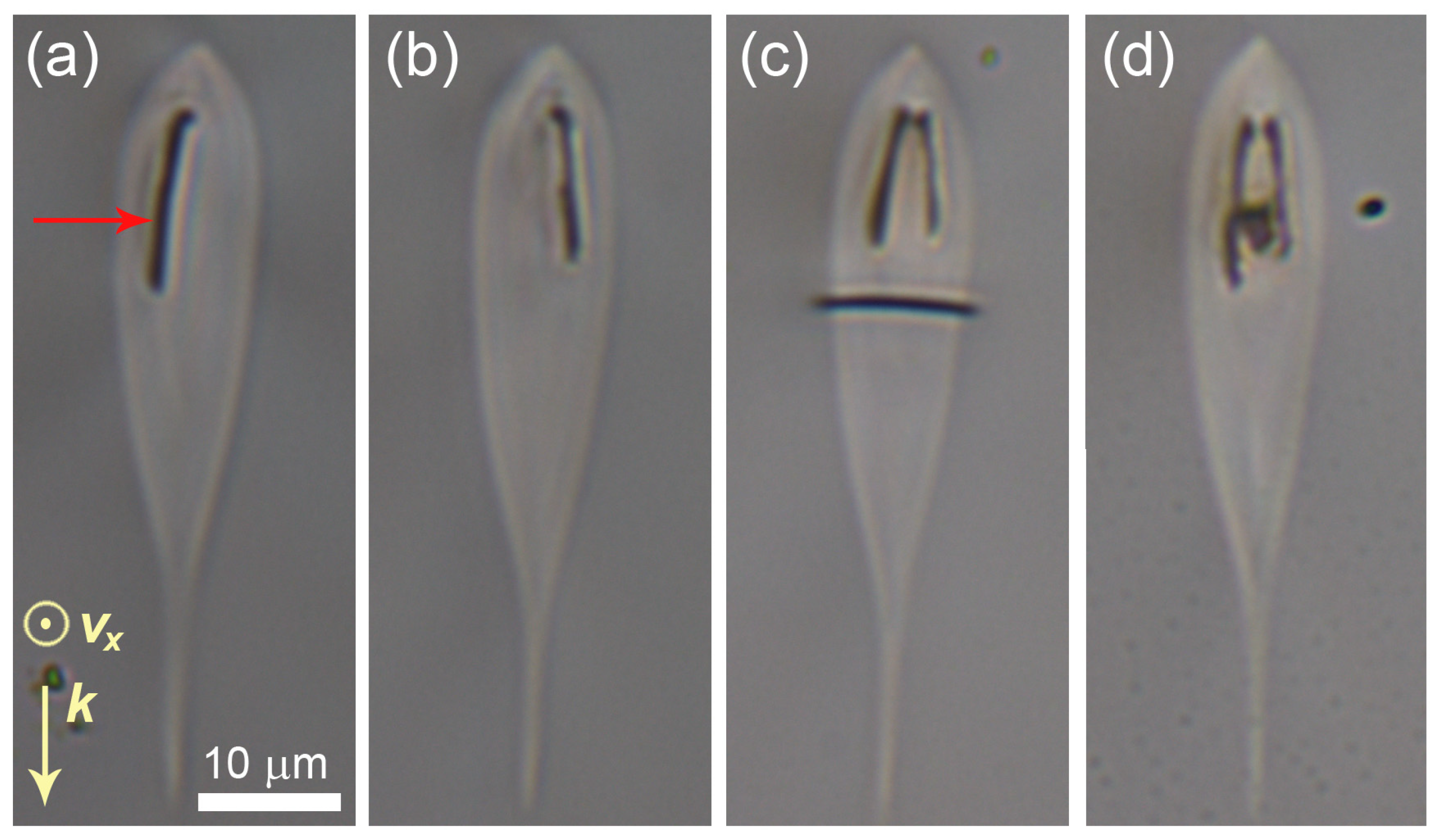 Micromachines 14 00801 g003
