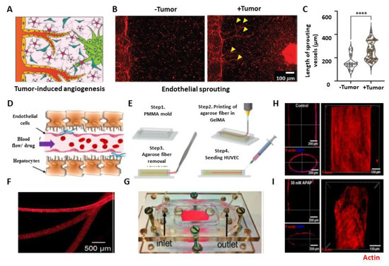 Engineered Vasculature for Cancer Research and Regenerative