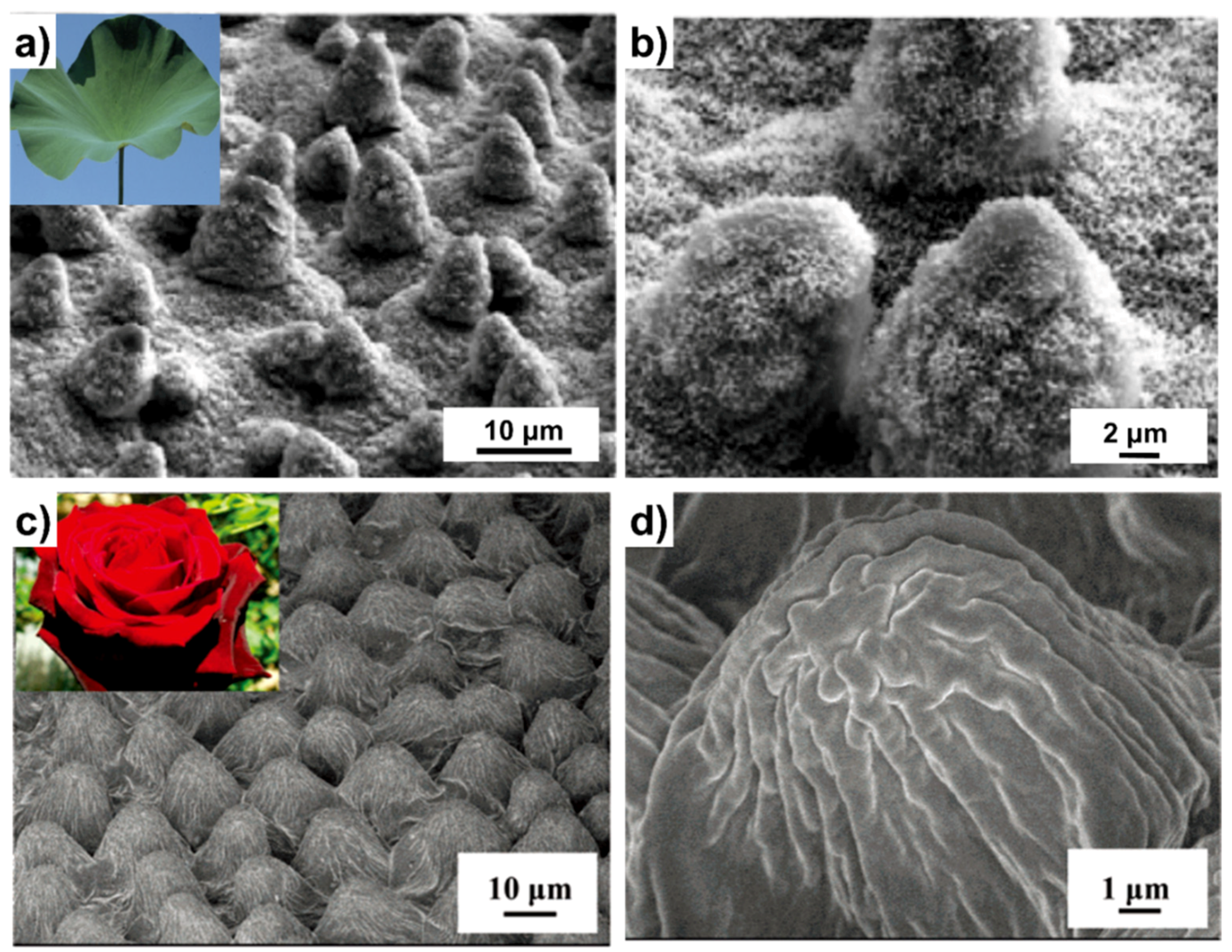 Materials Science Advance Brings A Rose Petal's Natural Texture To