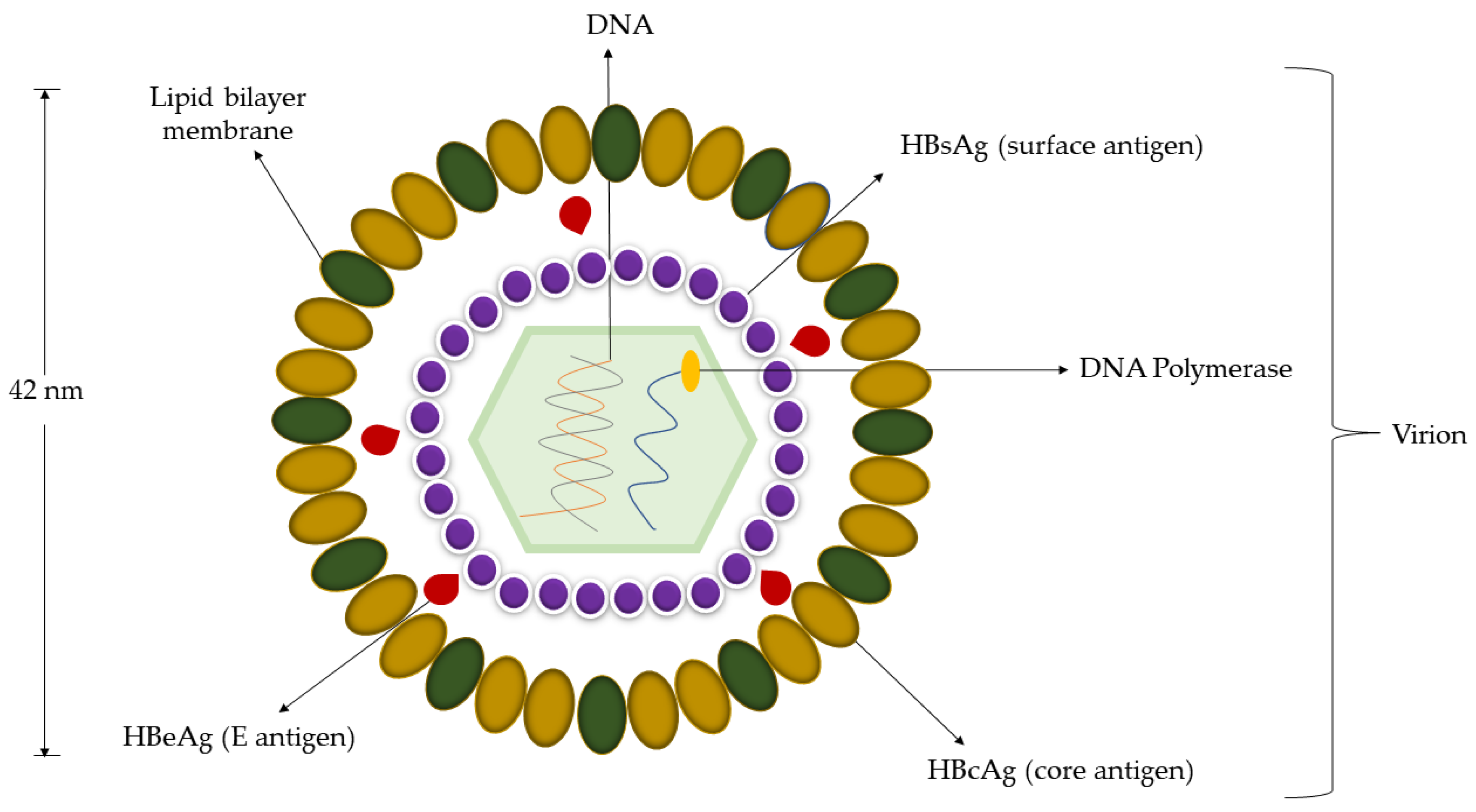Hepatitis b virus structure