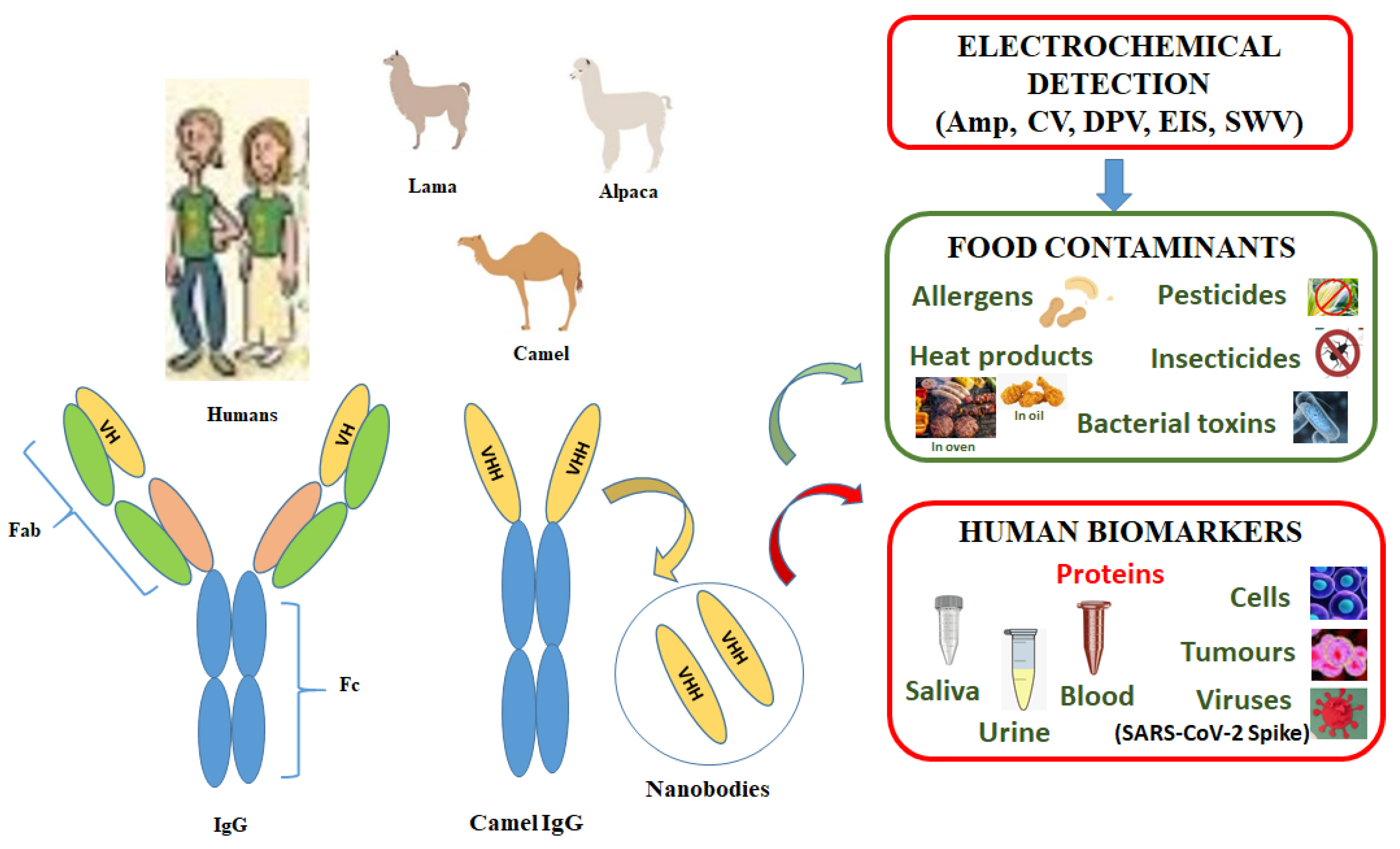 Immobilization of the IgG and Prostate Specific Antigen (PSA) on SU-8