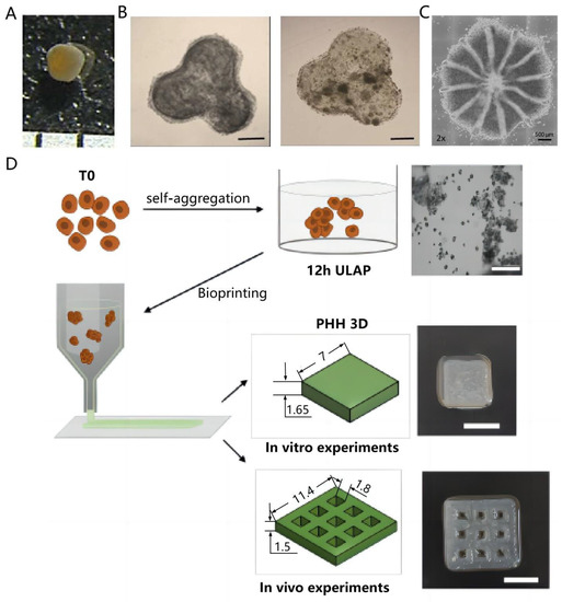 Application of 3D Bioprinting in Liver Diseases