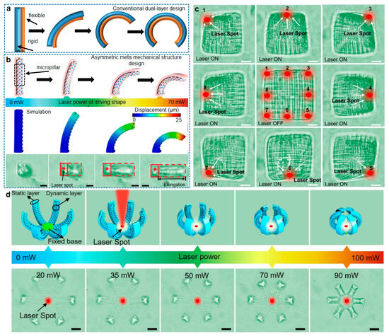 上品スタイル Four-Dimensional Photochemical Laser via Micro/Nanorobots 枝・実・果実