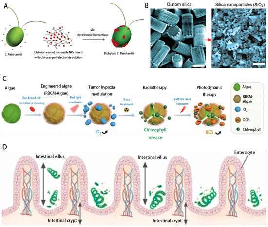 A Review of Single-Cell Microrobots: Classification, Driving