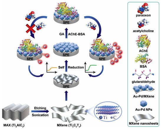 Titanium Carbide (Ti3C2Tx) MXene as Efficient Electron/Hole