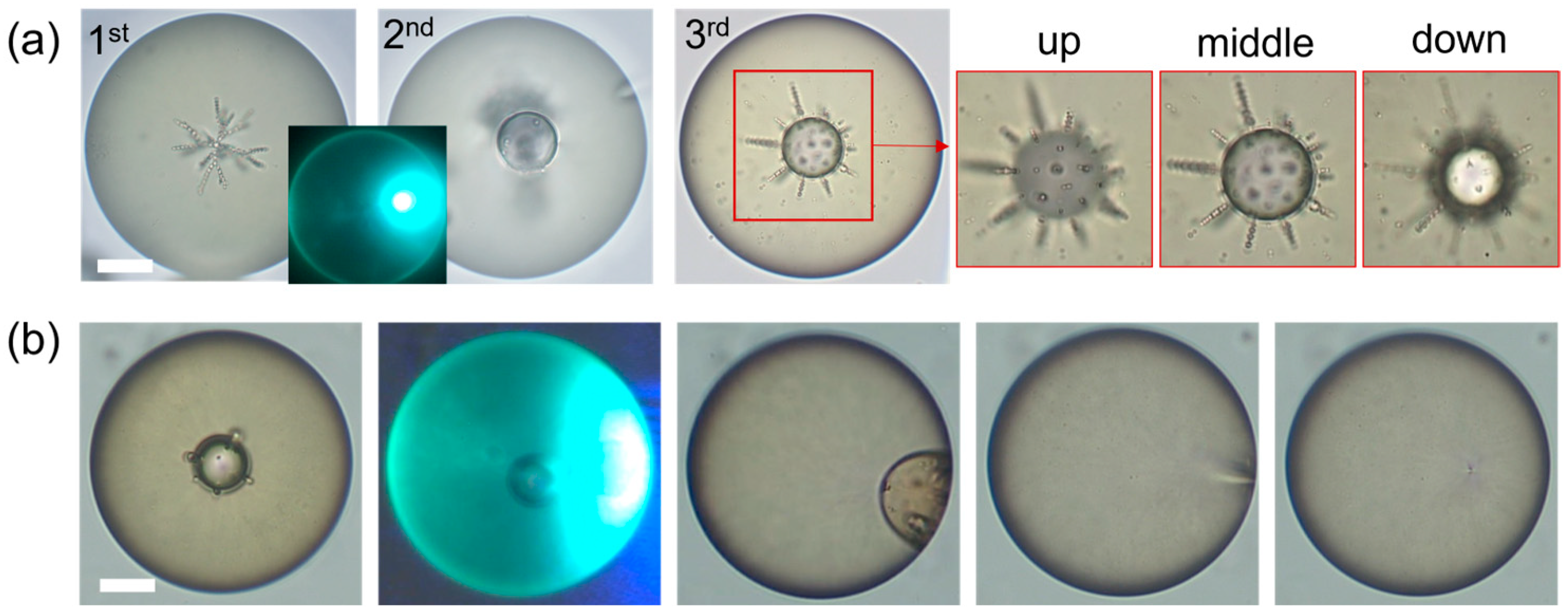 Micromachines 15 00337 g009