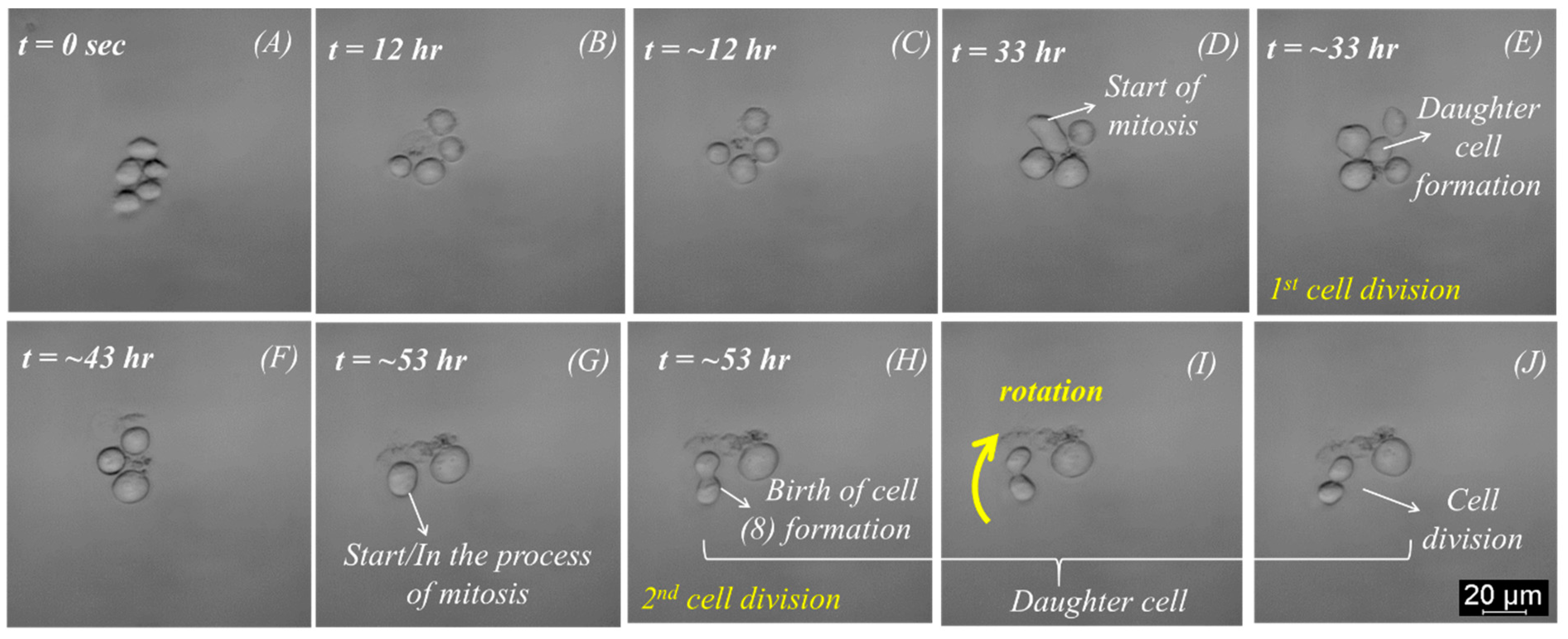 Micromachines 15 00436 g003