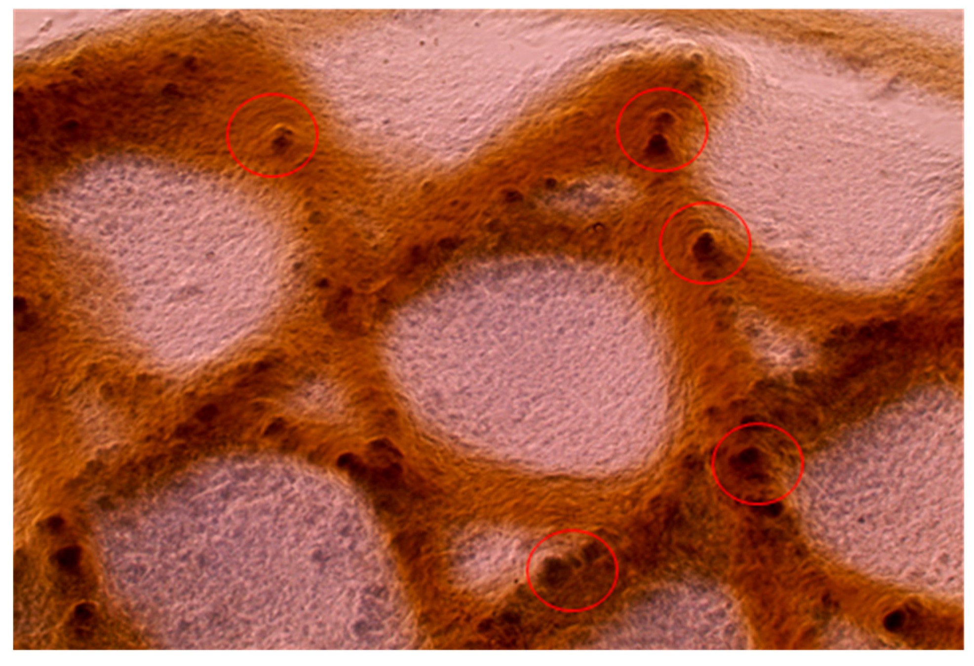 Micromachines 15 00490 g012